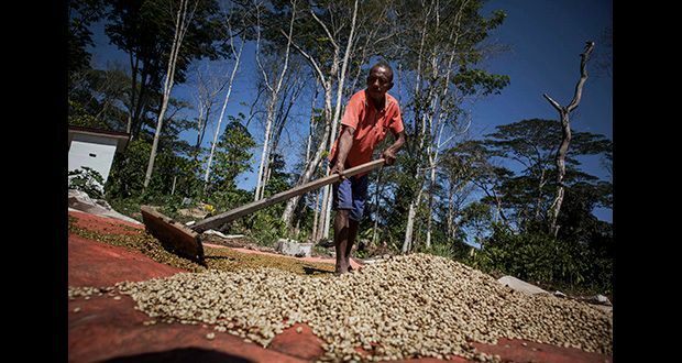 5, 10 LB SINGLE ORIGIN EAST TIMOR FRESH ROASTED COFFEE LIMITED SUPPLY - ORGANIC