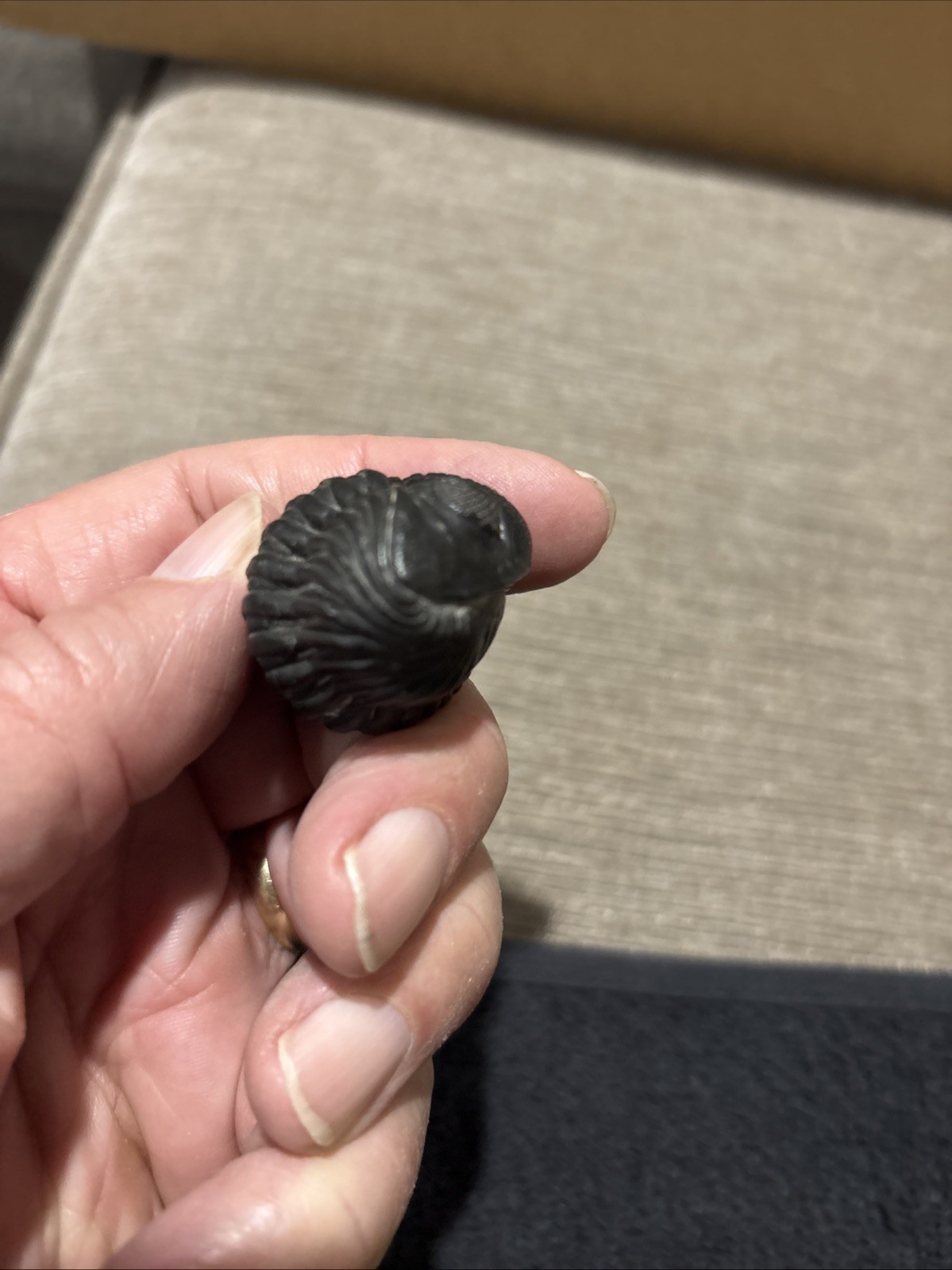 Rolled Pedinopariops 1 3/4 Inches Diameter Pretty Nice Not Perfect