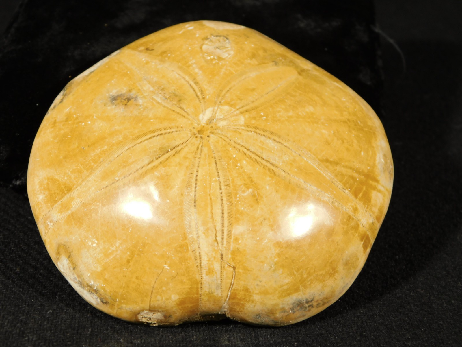 Big! Polished 150 Million Year Old! SAND DOLLAR Fossil Madagascar 194gr