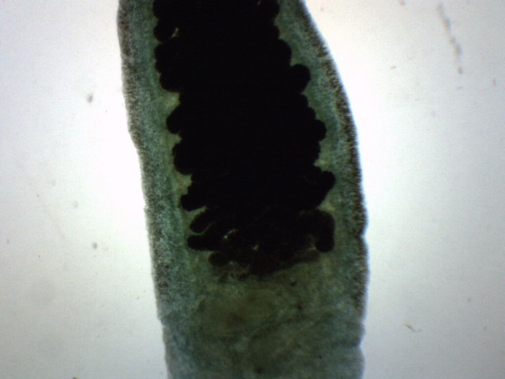 Fasciola Hepatica - WM - Prepared Slide - 75x25mm - Eisco Labs