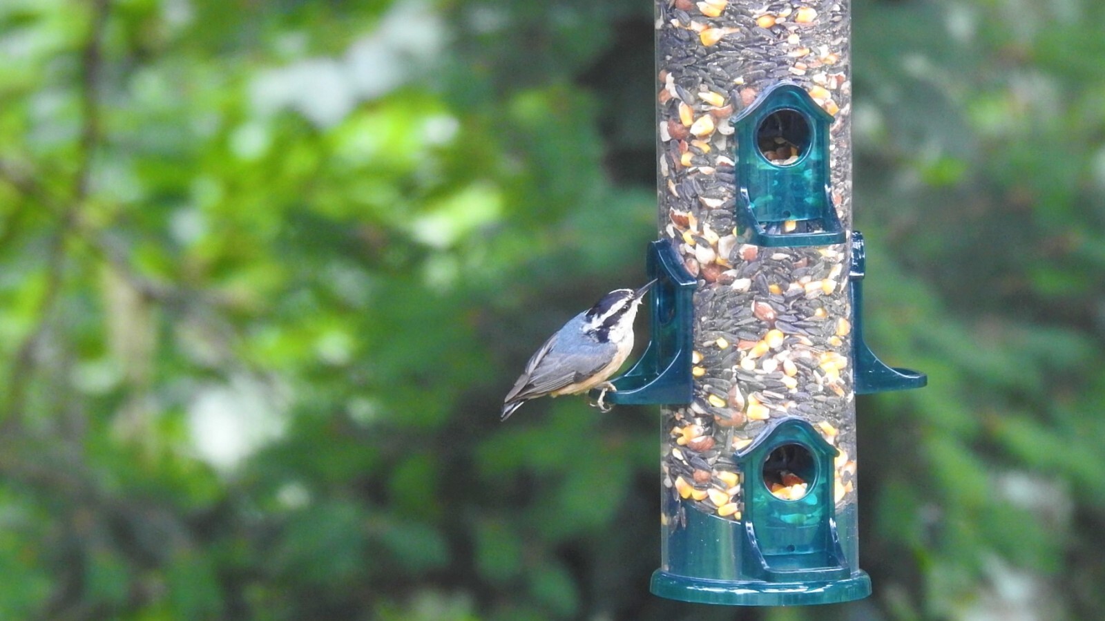 Hazelnut Whole & Broken Superior Wildlife Feed Blend | 3 lbs.