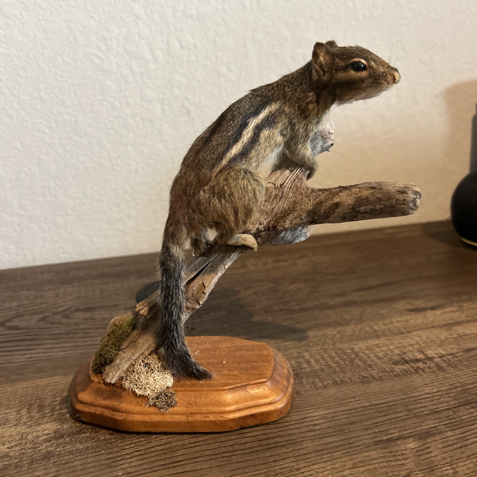 Chipmunk On Base ~ Taxidermy