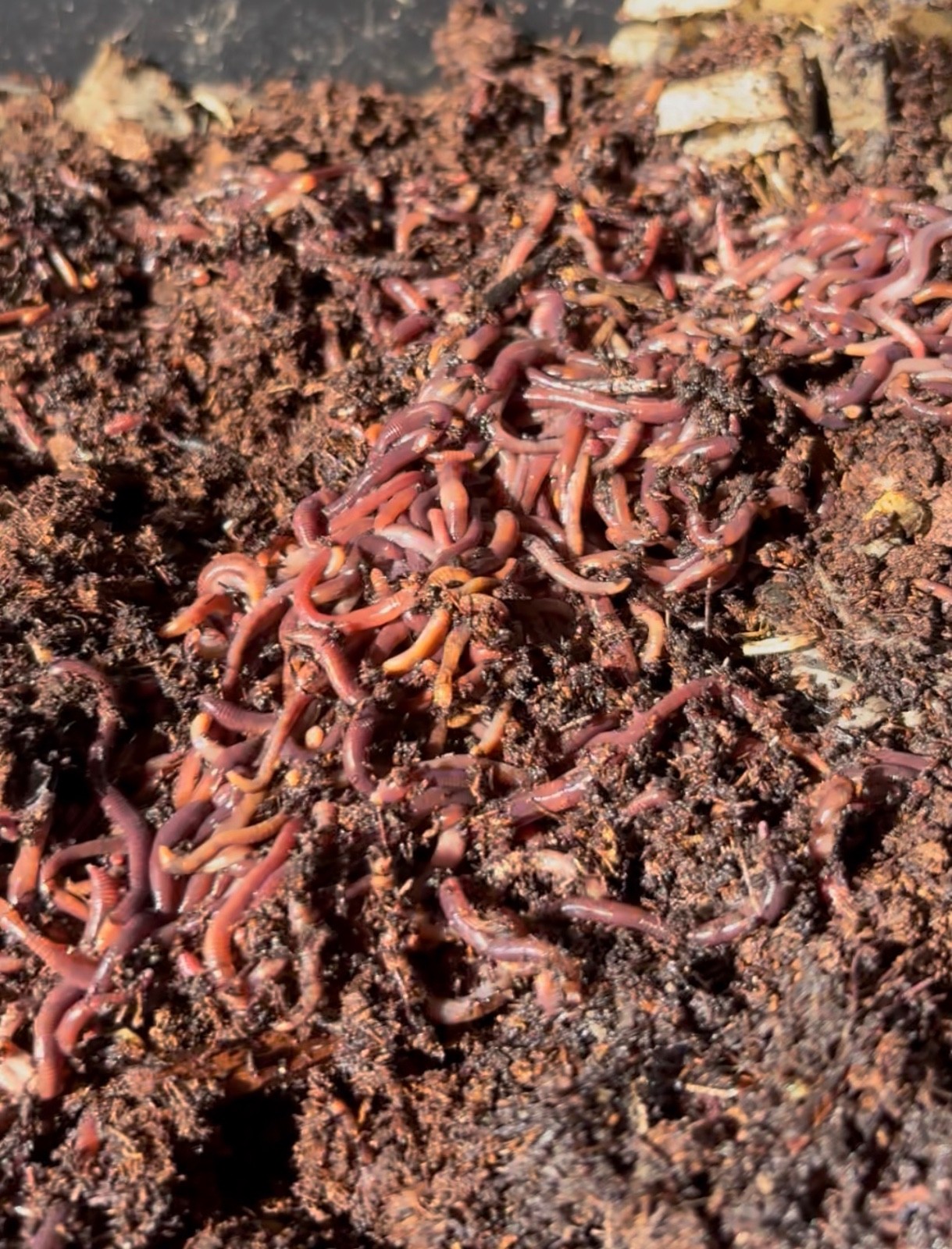 100 + Live Red Wiggler Worms Healthy & Fresh Composting Worms 🪱 Ready To Ship