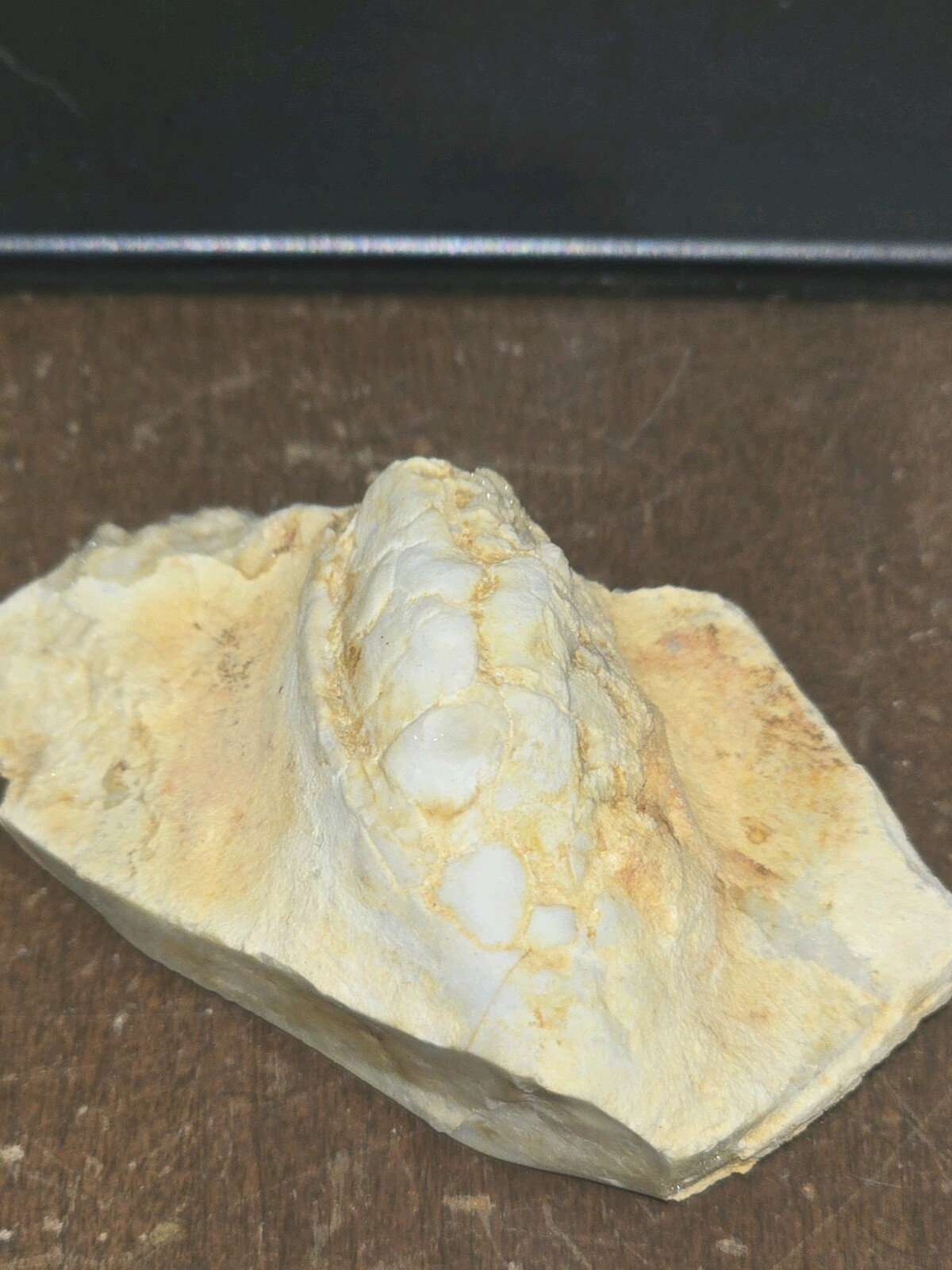 Beautiful Holocystite type Cystoid Fossil! Bring This Baby Home Today!