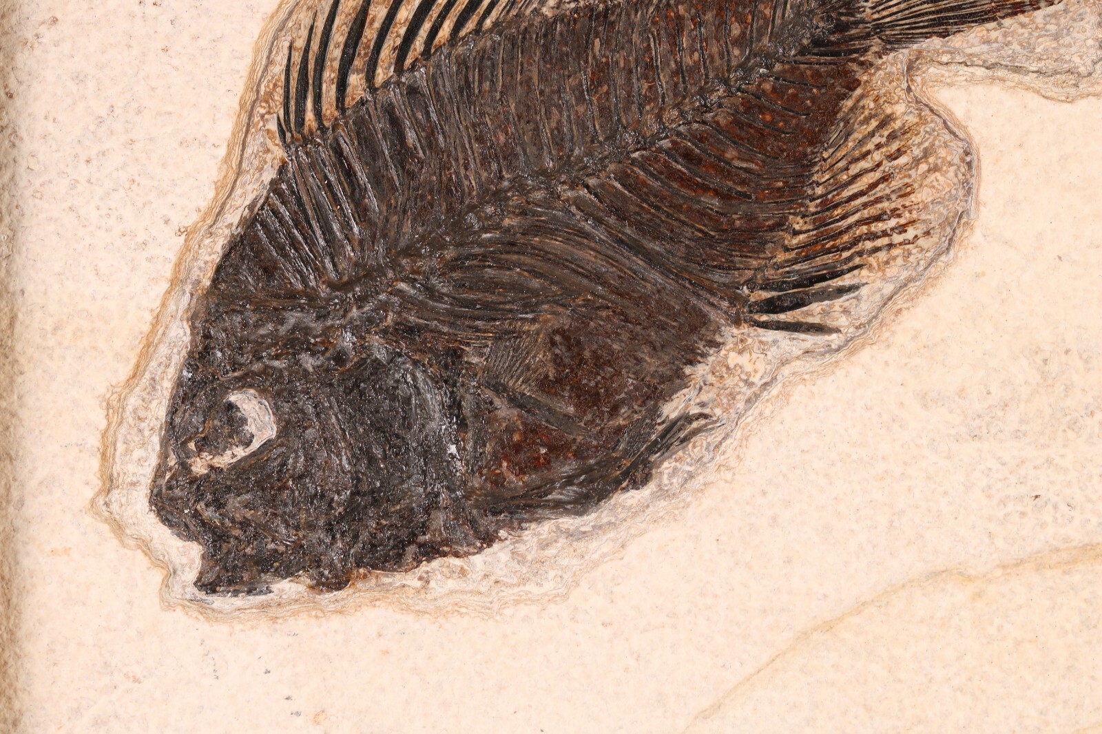 Fossil Fish Superb 5" Cockerellites Green River Formation Wyoming WY COA 10707