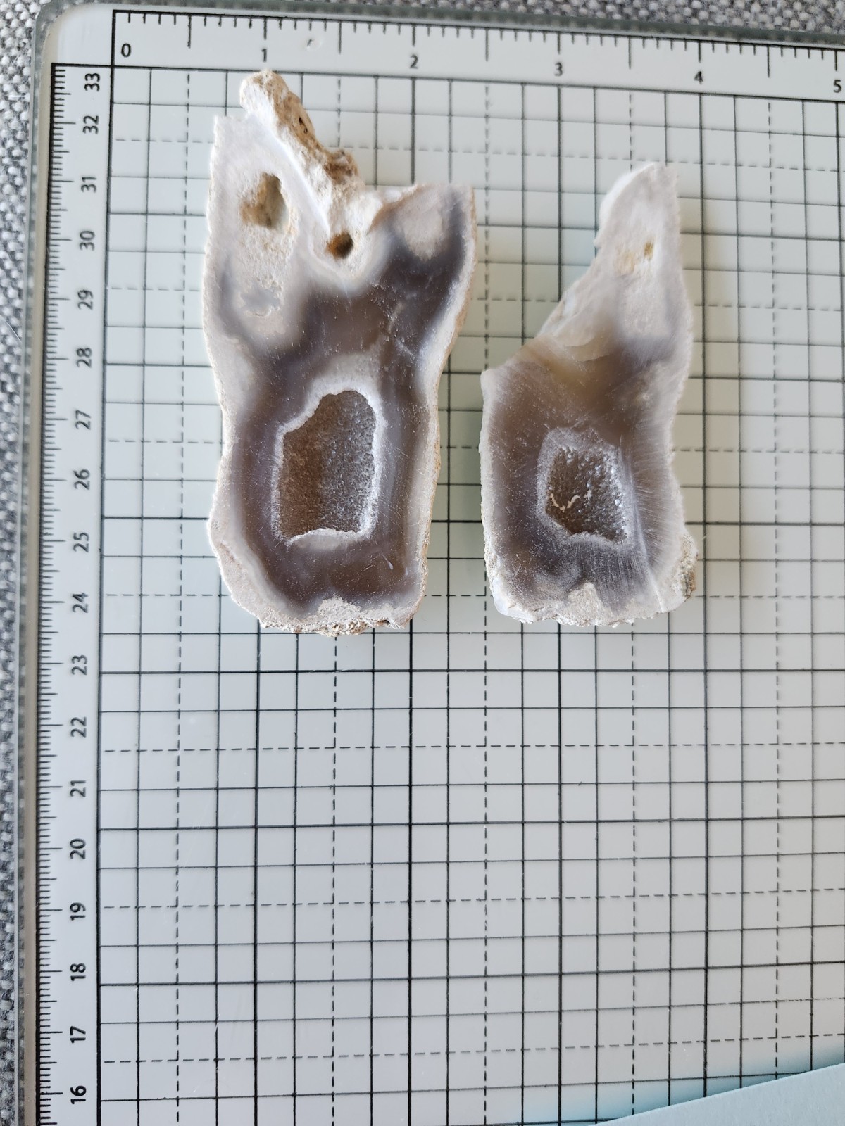 Florida Agatized Coral Fossil Pair, Part polished Chalcedony Druzy Fluorescent!