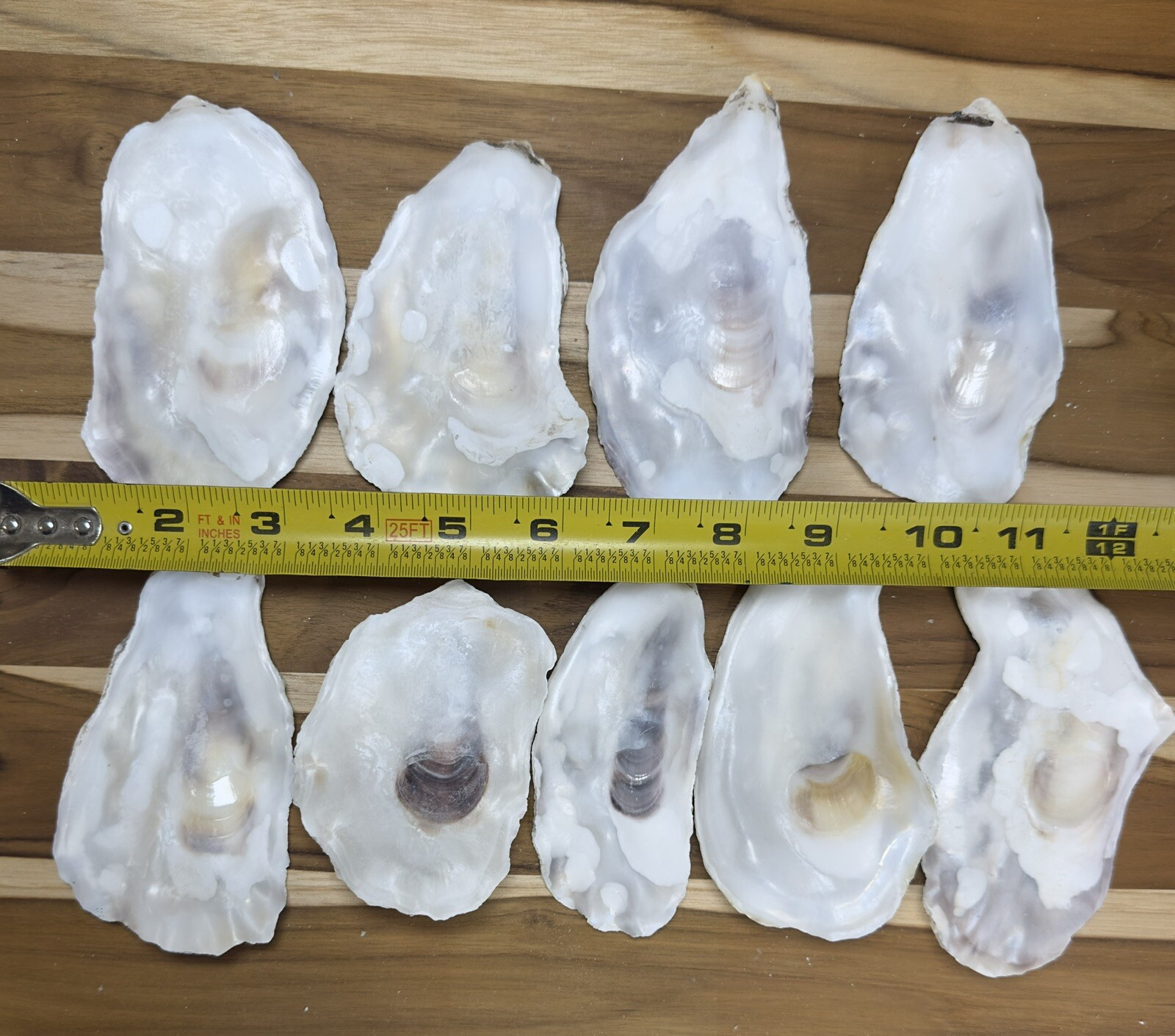 180 Oyster Shells Flat Side 3-4.5” Bulk Clean No Smell Art Jewelry Dish