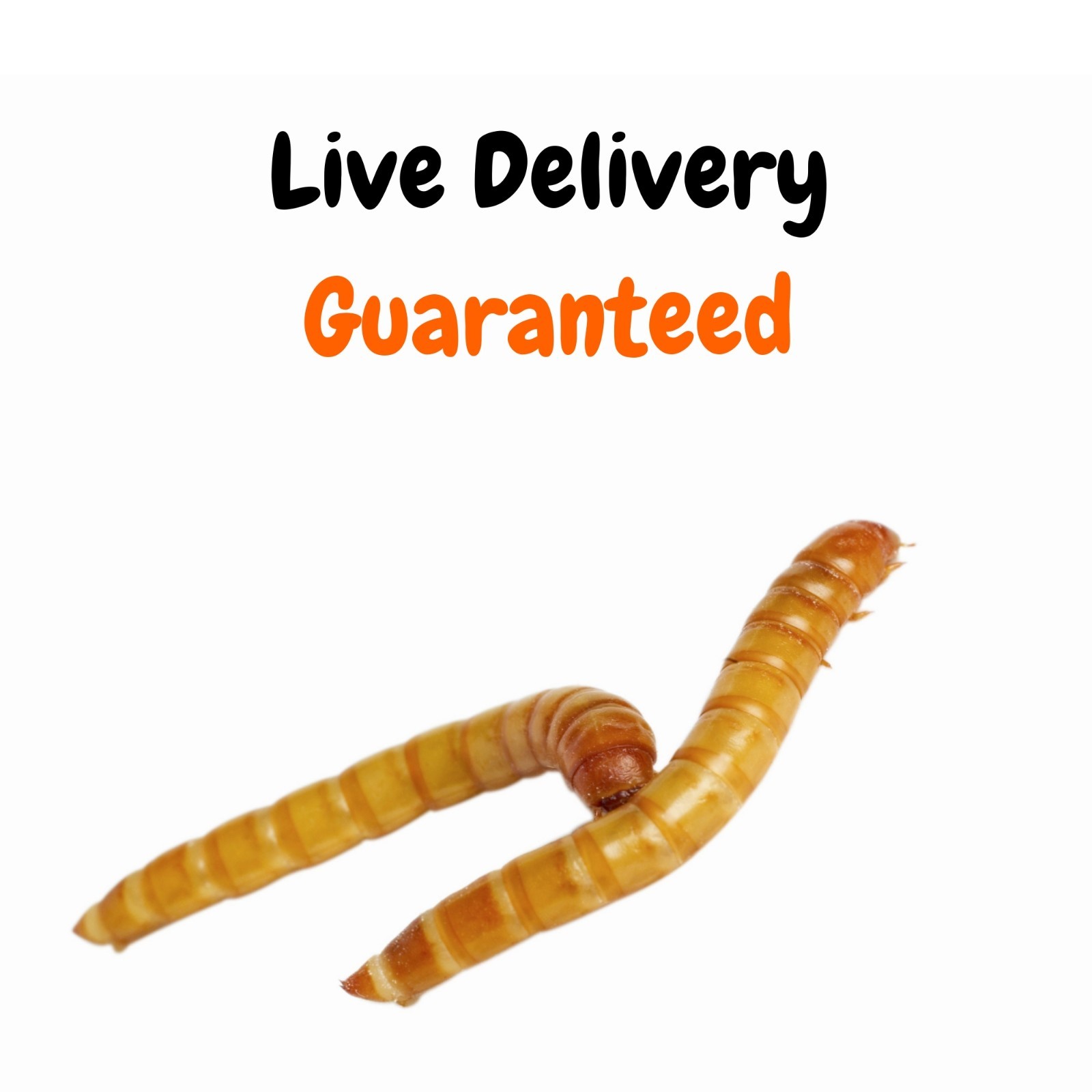 Live Mealworms - Grown Organic Meal Worms for Reptiles - 1000 Bulk Feeder Insect