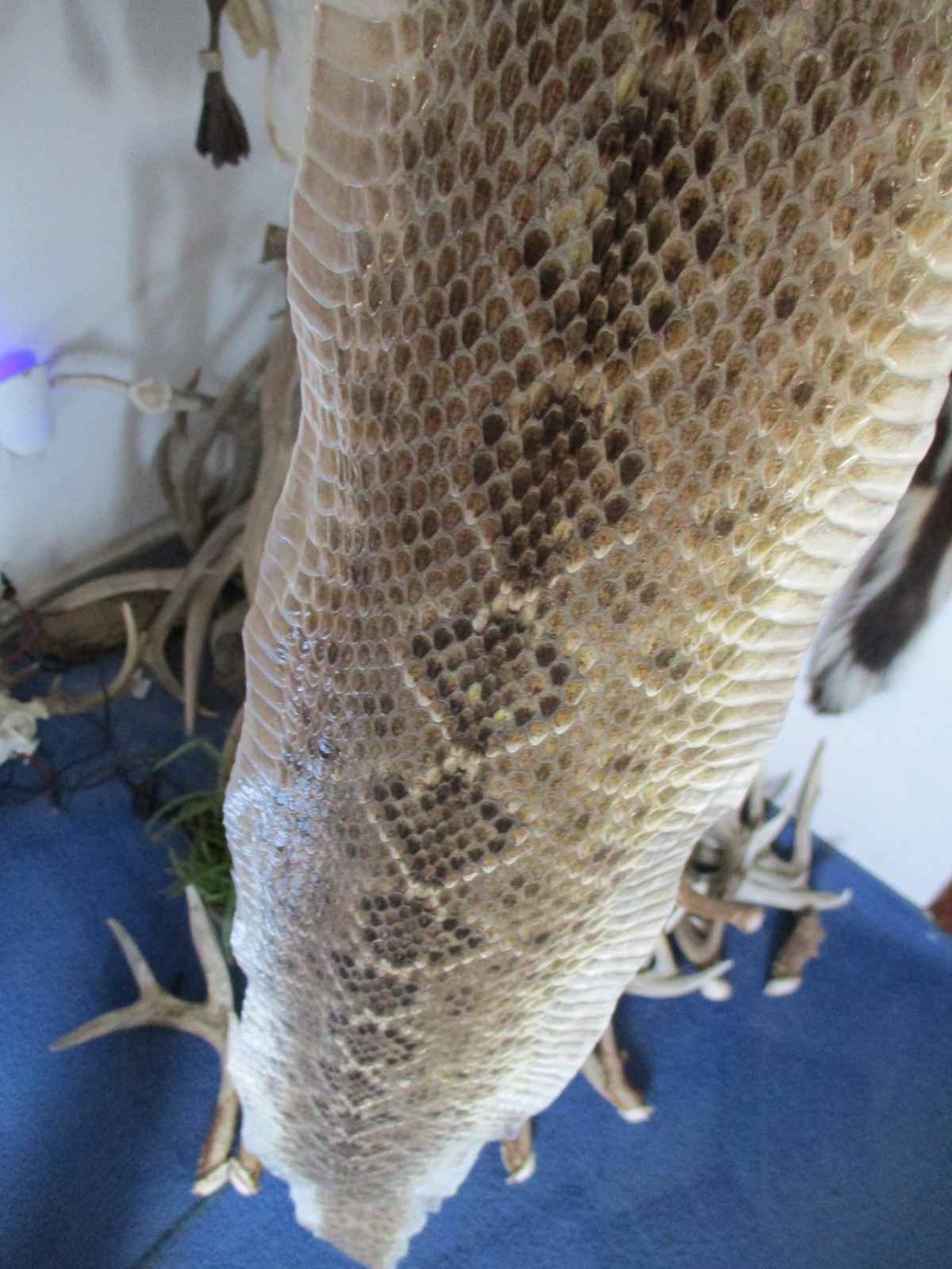 rattlesnake skin diamond back rattle snake skin DRY TANNED wrap blanks 53 in. P2