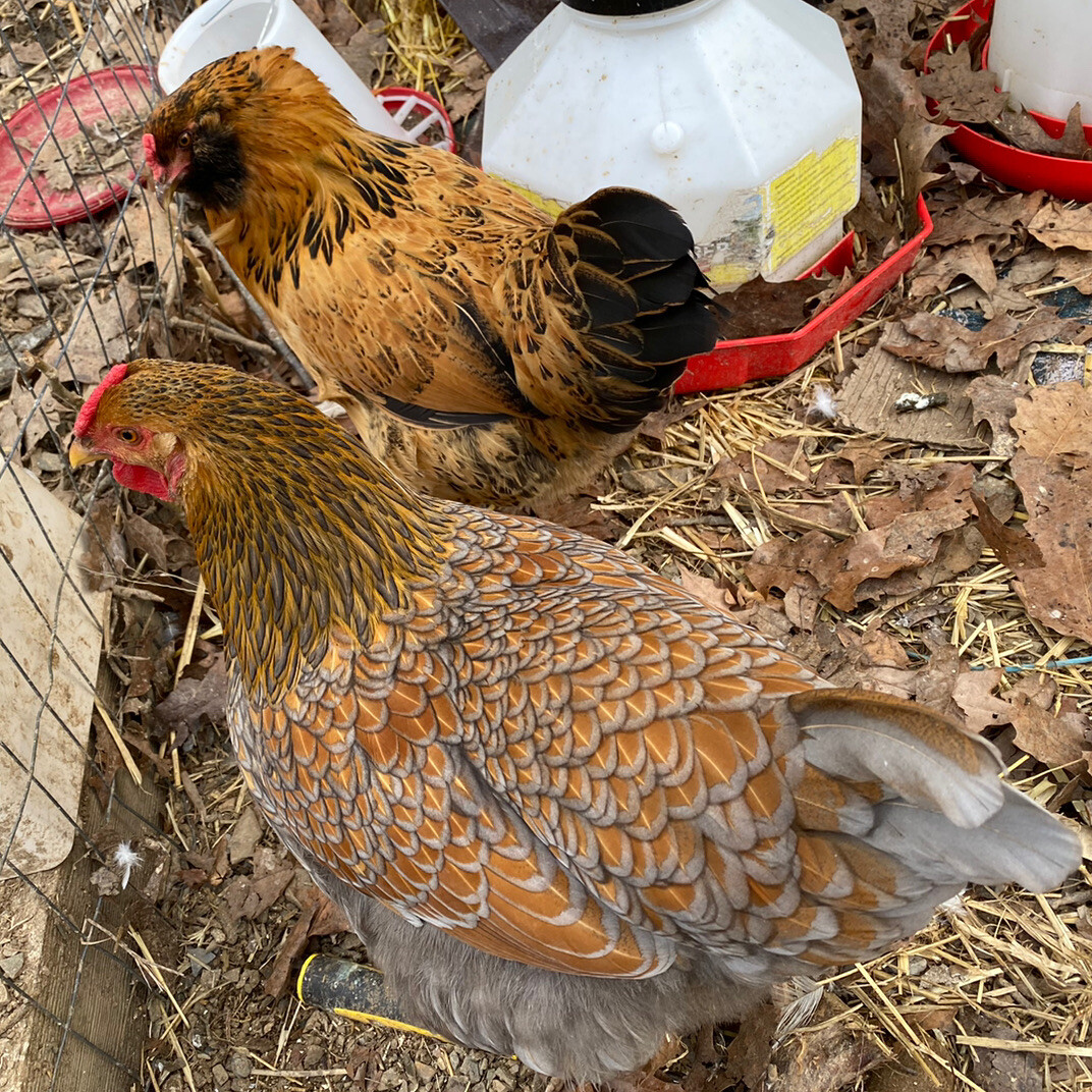 20+ Rare Breed Chicken Hatching Eggs Orpington, Wyandotte, Brahma, Faverolles