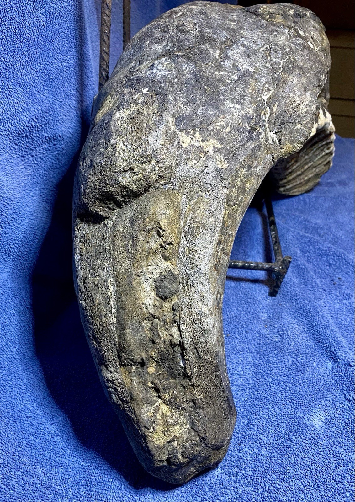 Stegodon Jaw Fossil, Lower Jaw, Indonesia Ice Age