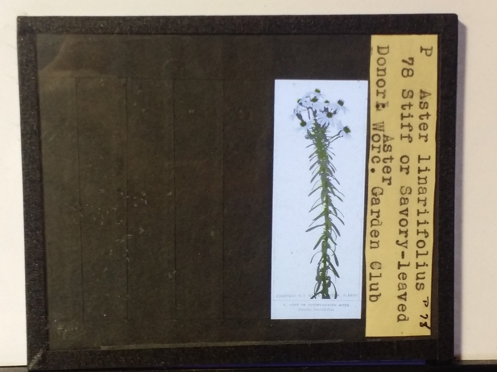 Stiff/Savory-leaved Aster (Worc. Garden Club, MA), Magic Lantern Glass Slide