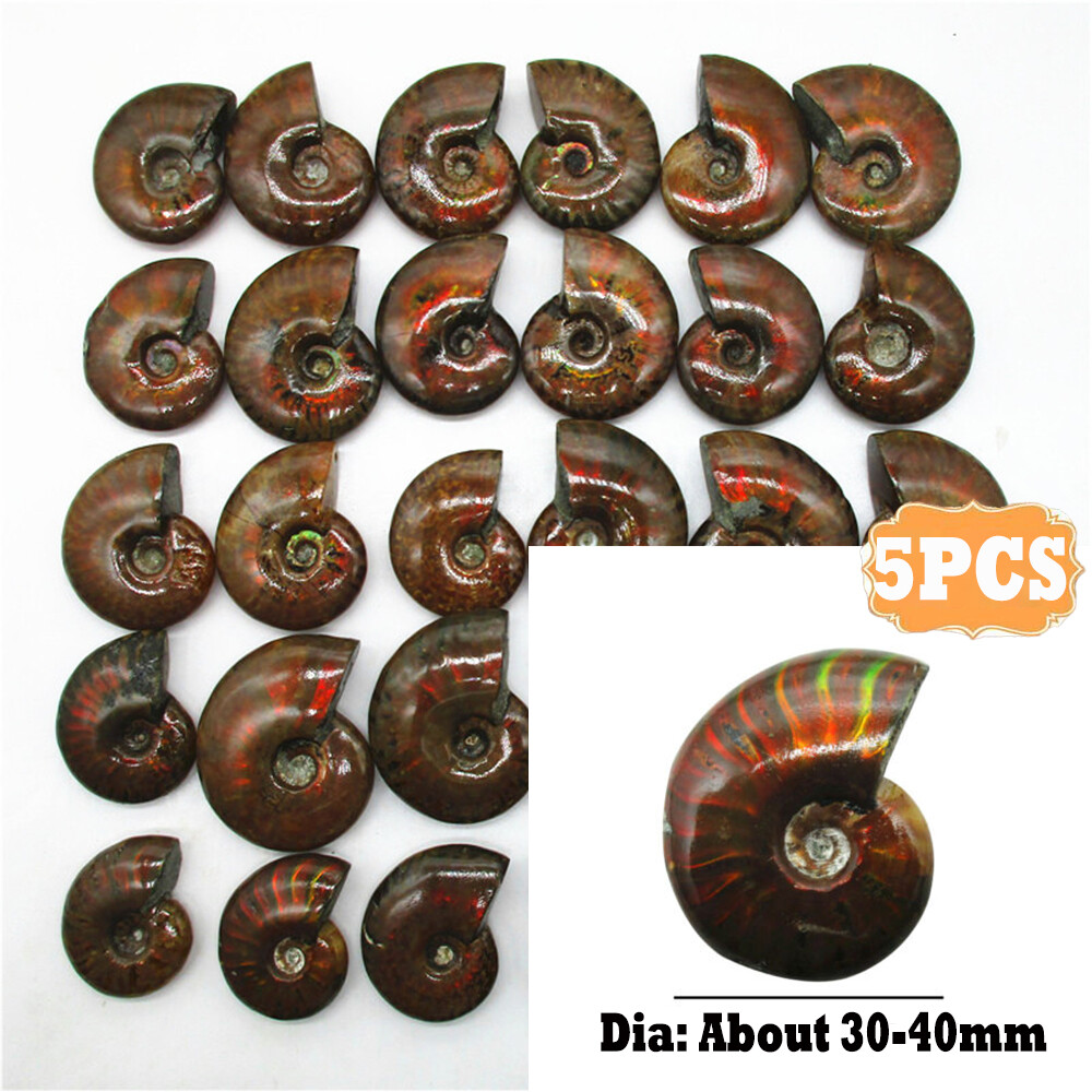 5X Natural Crystal Iridescent Ammonite Ammolite Facet Specimen Snail Fossil