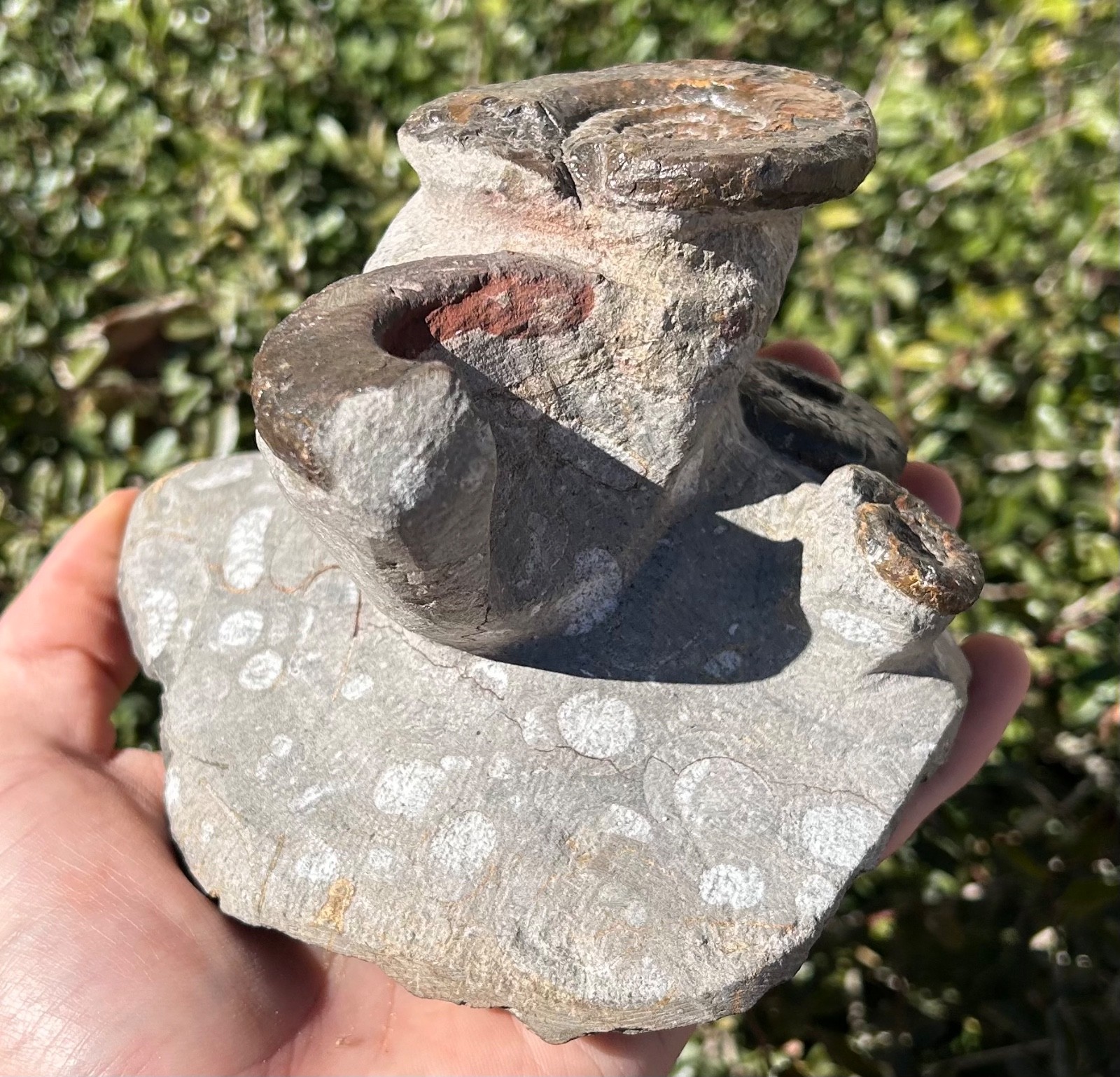 Devonian Fossil Ammonites Multi Plate Matrix Cluster Morocco 5.09”