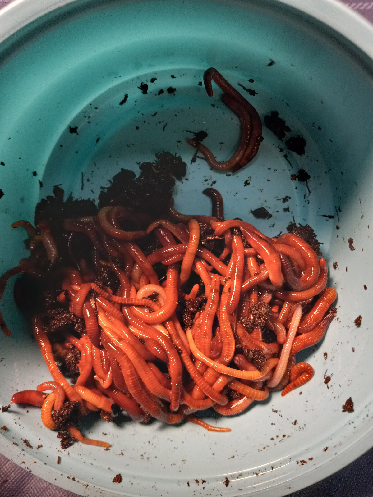 🐛Now Available Live Garden & Composting Worms Online with FREE SHIPPING🐛