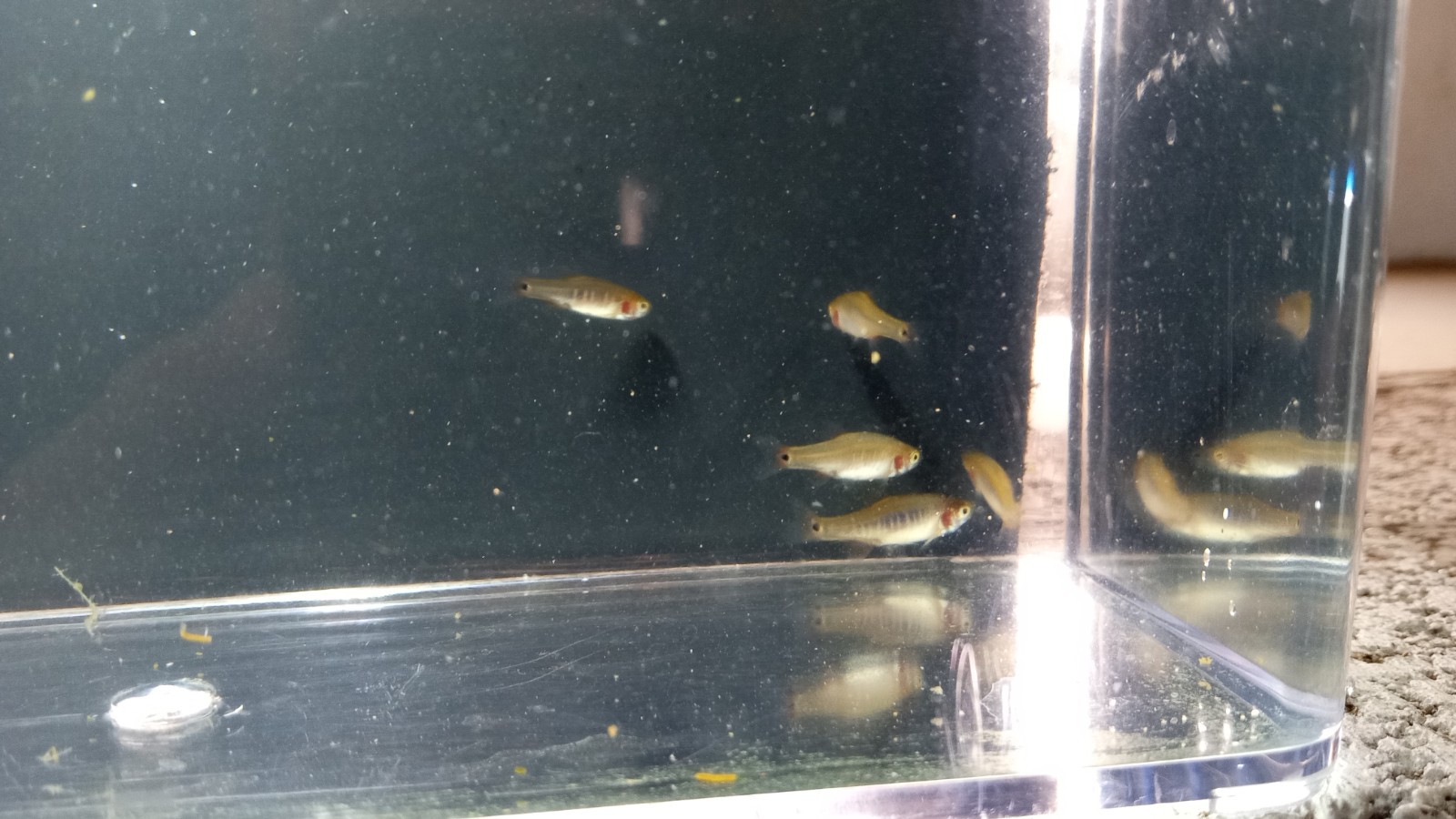 (6) Emerald Dwarf Rasbora HIGH QUALITY - Pennsylvania Bred