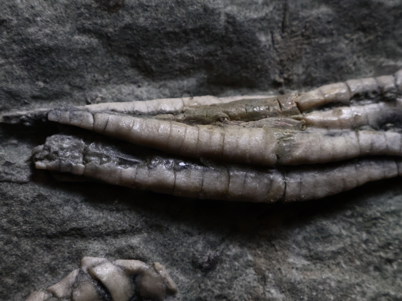 Two Scytalocrinus decadactylus Fossil Crinoids, Crawfordsville, Indiana