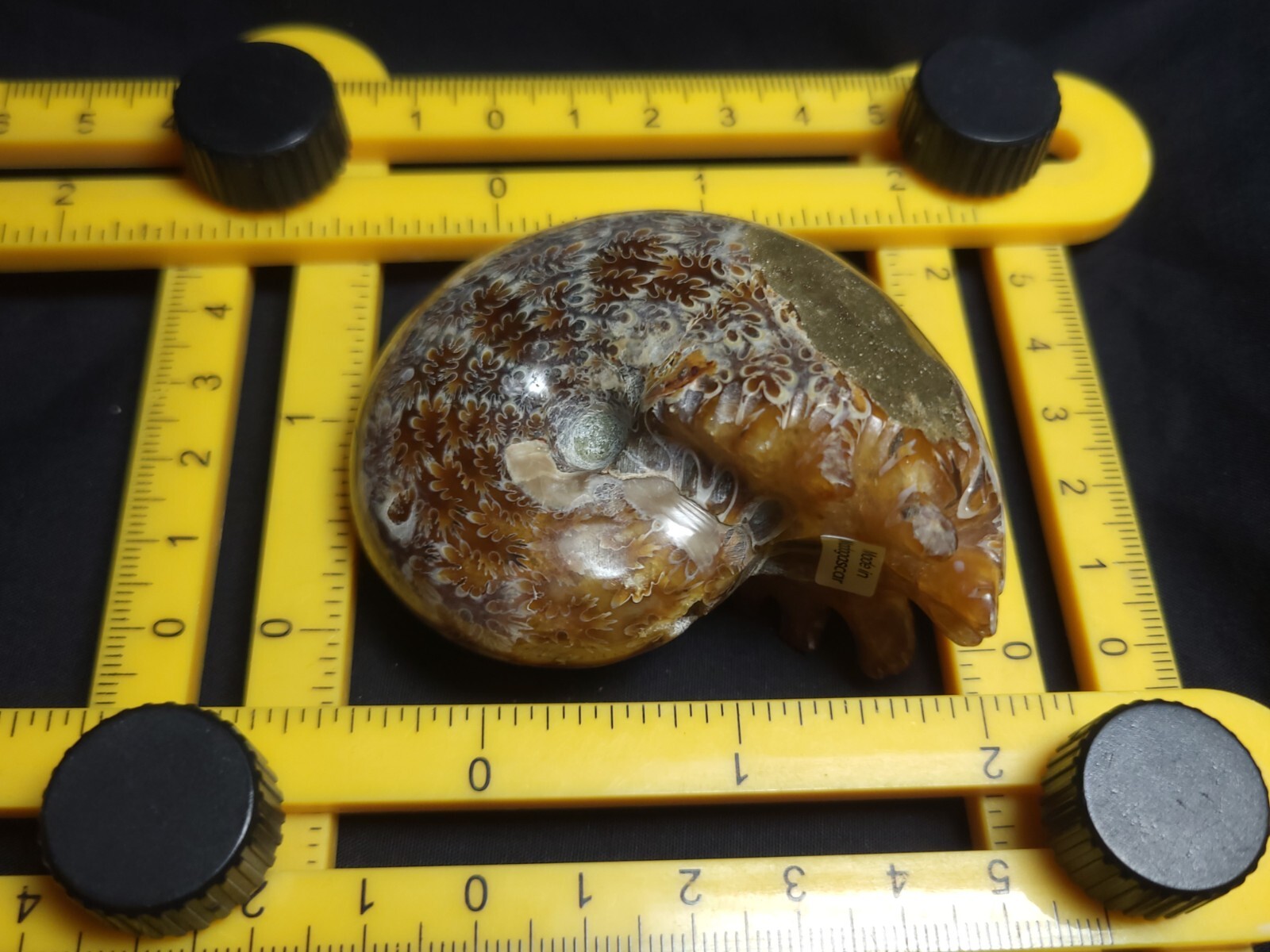 Ammonite Phylloceras Fossil from Madagascar 2.5" (140.3 gr.)