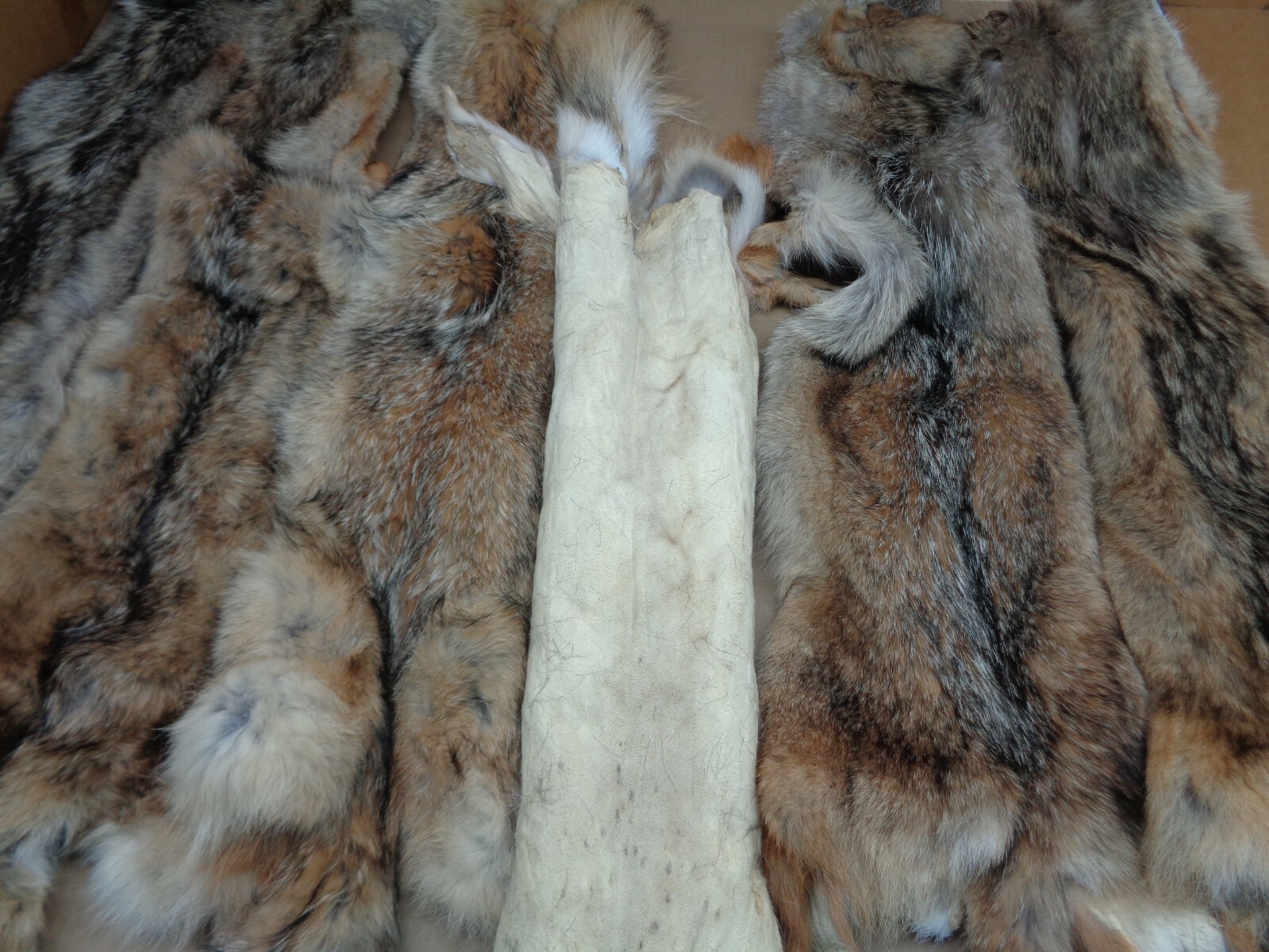 Tanned XL Flat Coyote Hide With Full Tail /Furs/Taxidermy/Crafts