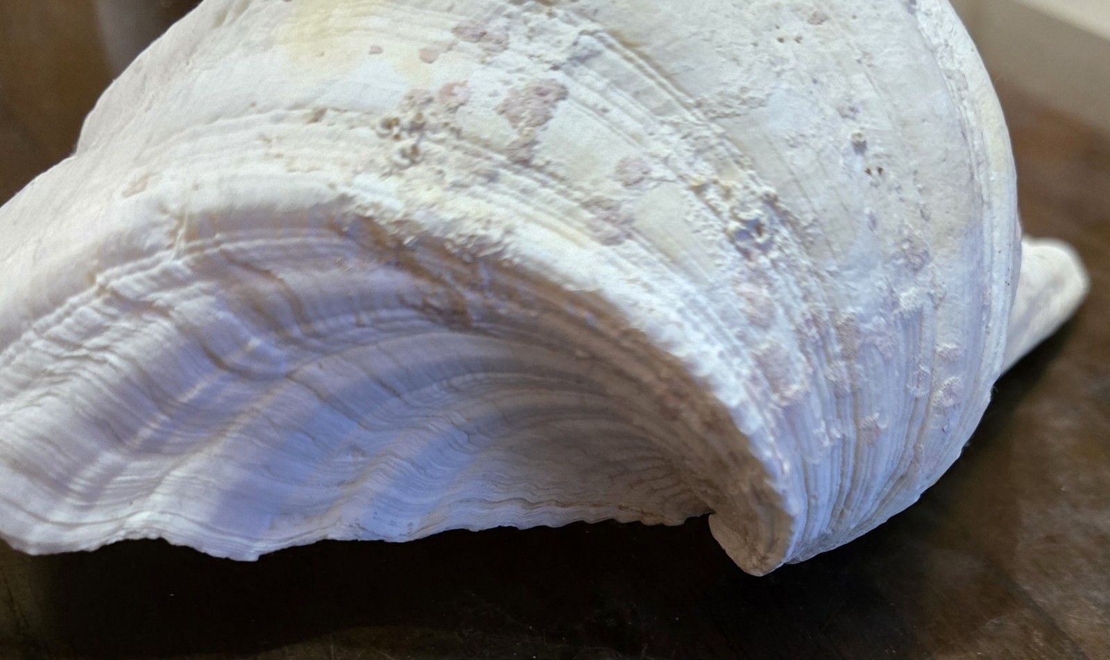 10" Natural Giant Clam Shell Tridacna Gigas Seashell Nautical Decor Beach House