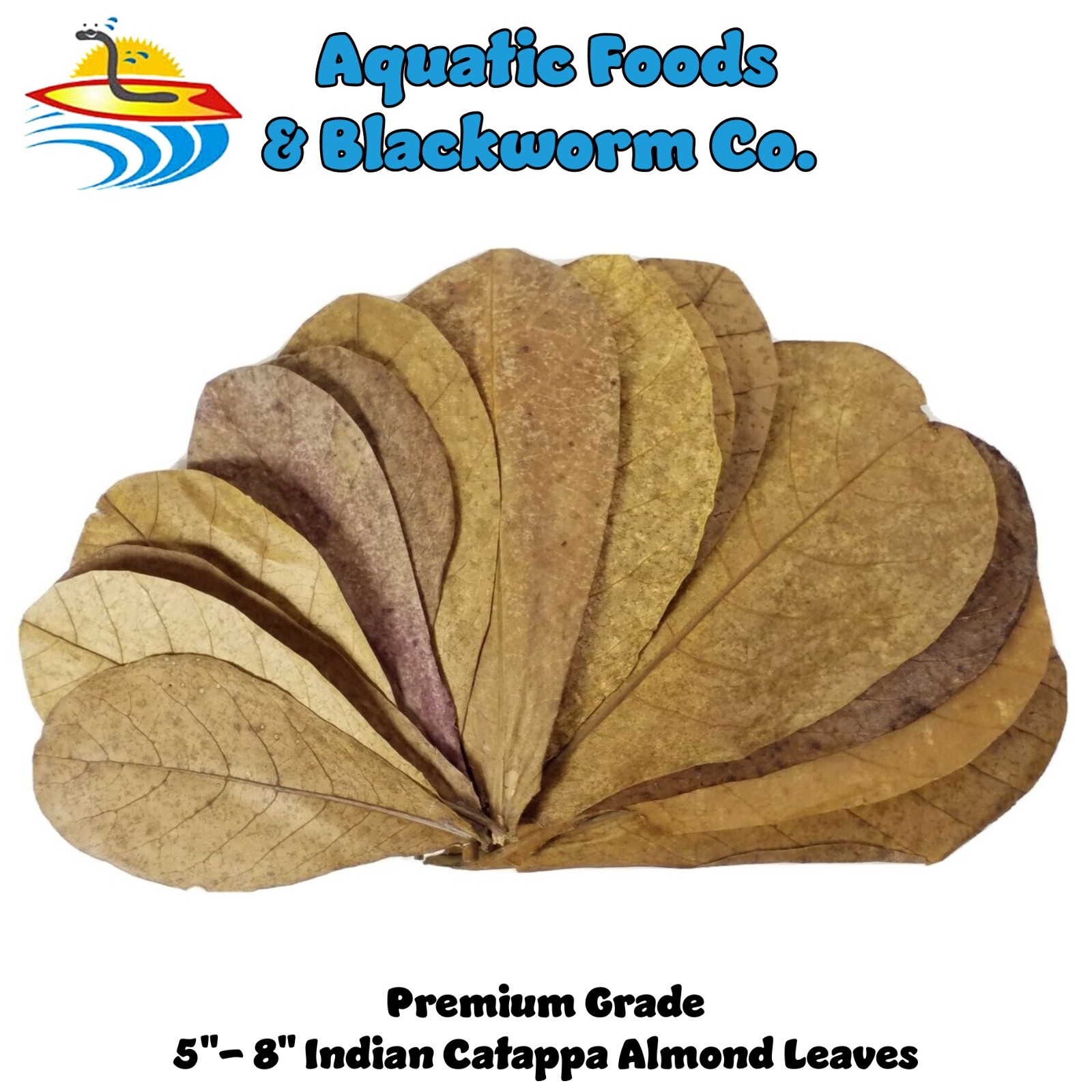 1000 leaves, 5"-8" Indian Catappa Almond Leaves, Tannin Rich, Premium Grade