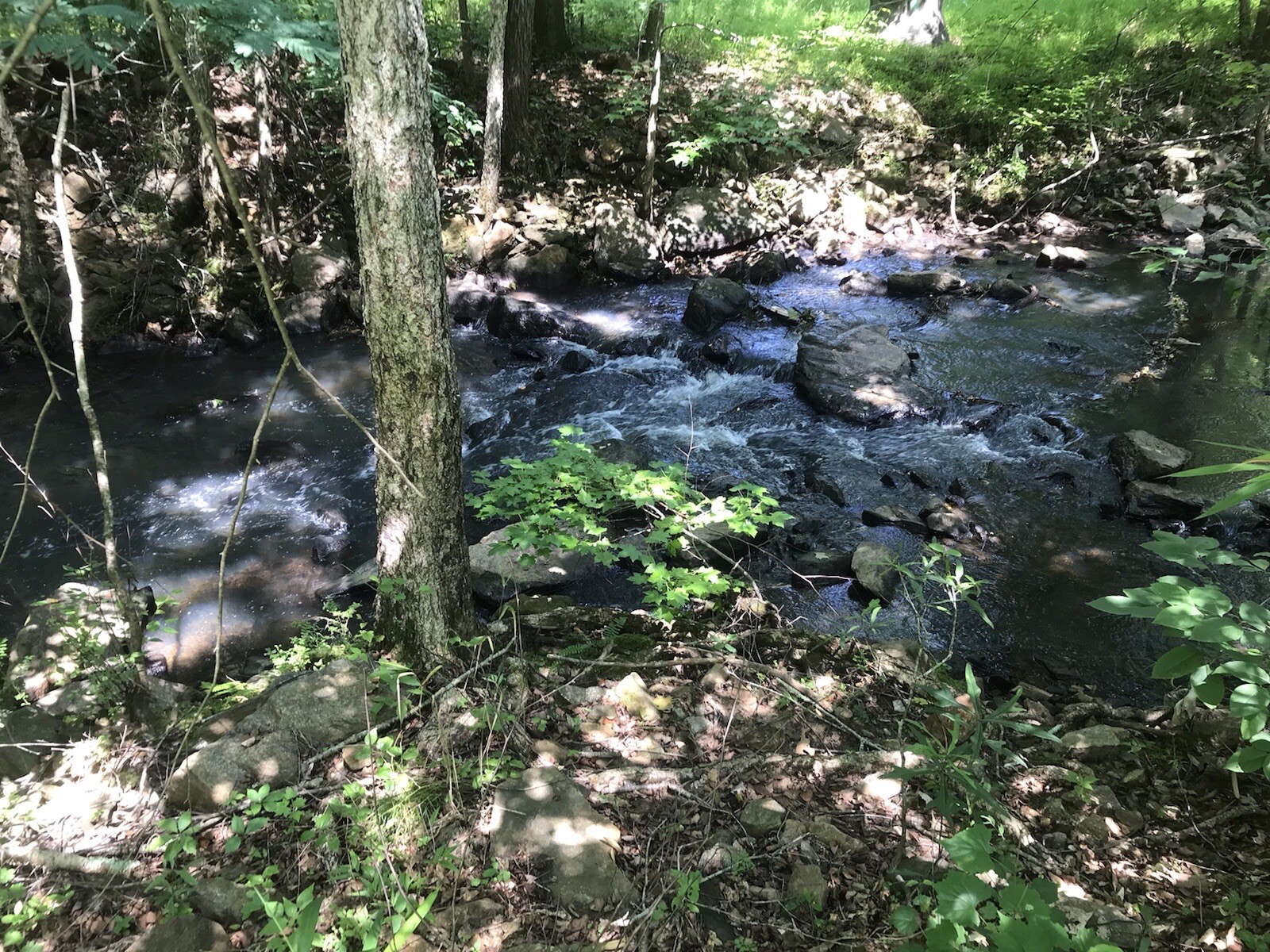 7 lbs Georgia Fatwood Natural Fire Starter Kindling. THE BEST!