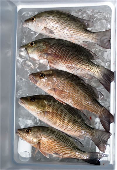 Premium Pompano Rig "Sand Flea-Coquina Clam" Fishing Rigs Pompano Whiting Spots