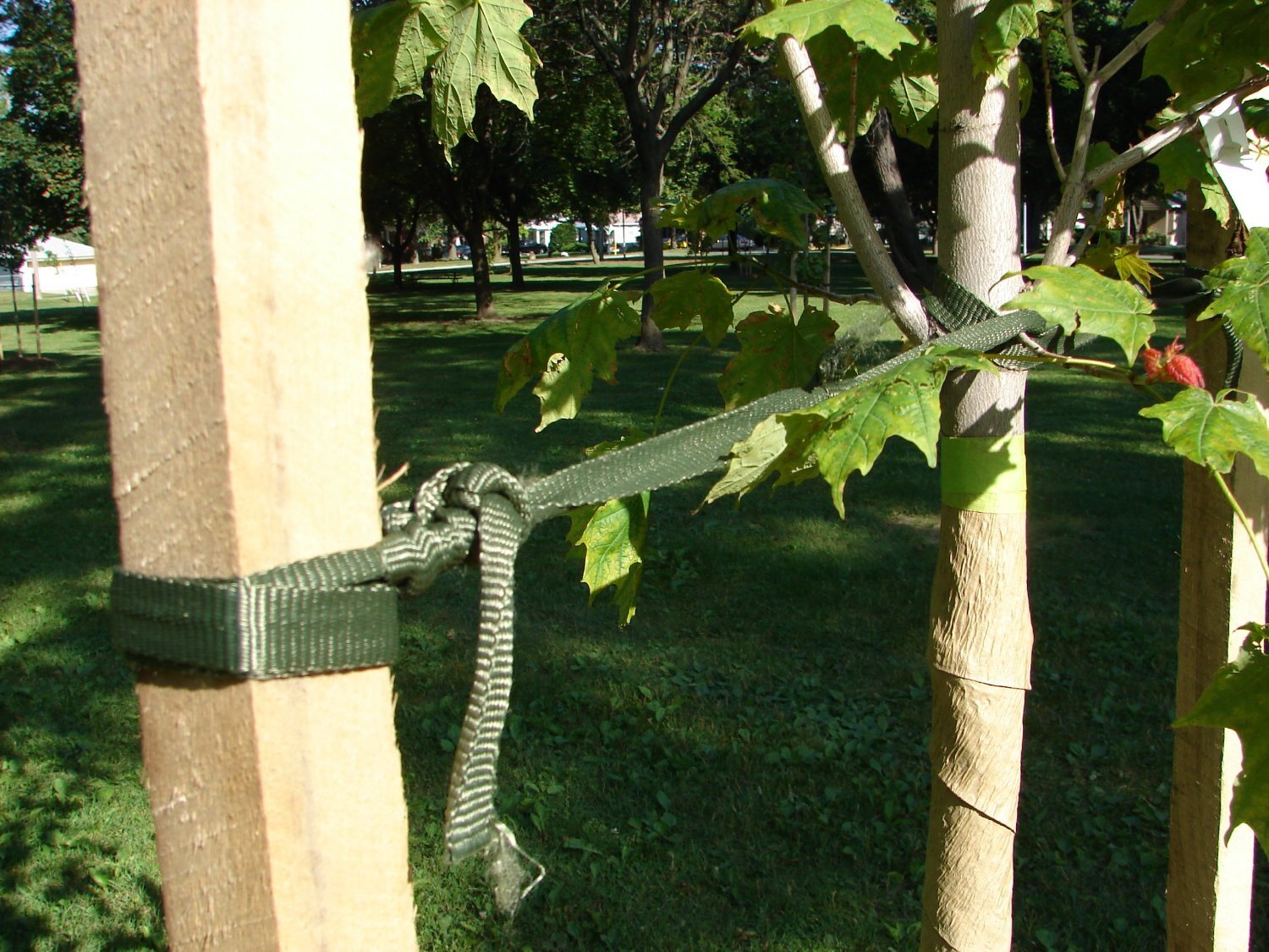 250' Tree Tie Strap Staking and Guying Material 2000 lbs. Strength