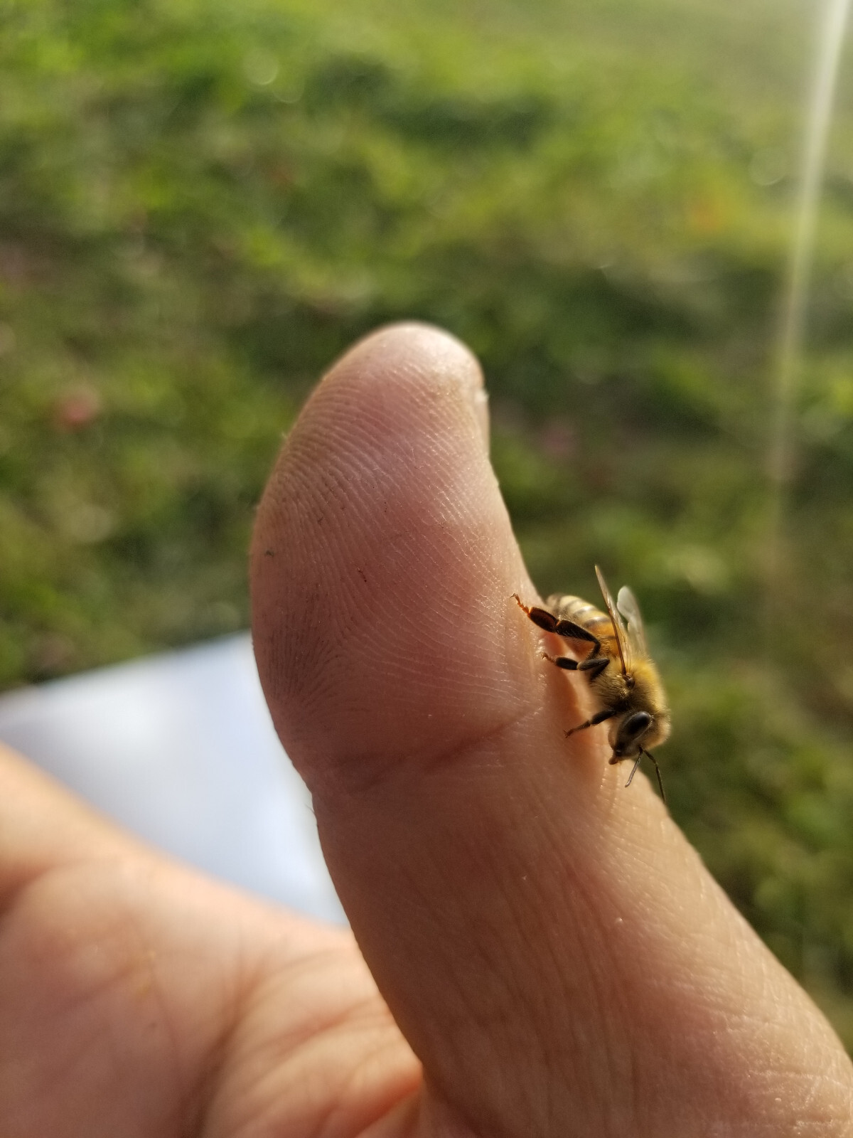 Honey and Bee Pollen - 100% Raw, Wildflower, Local, Organic, Unfiltered