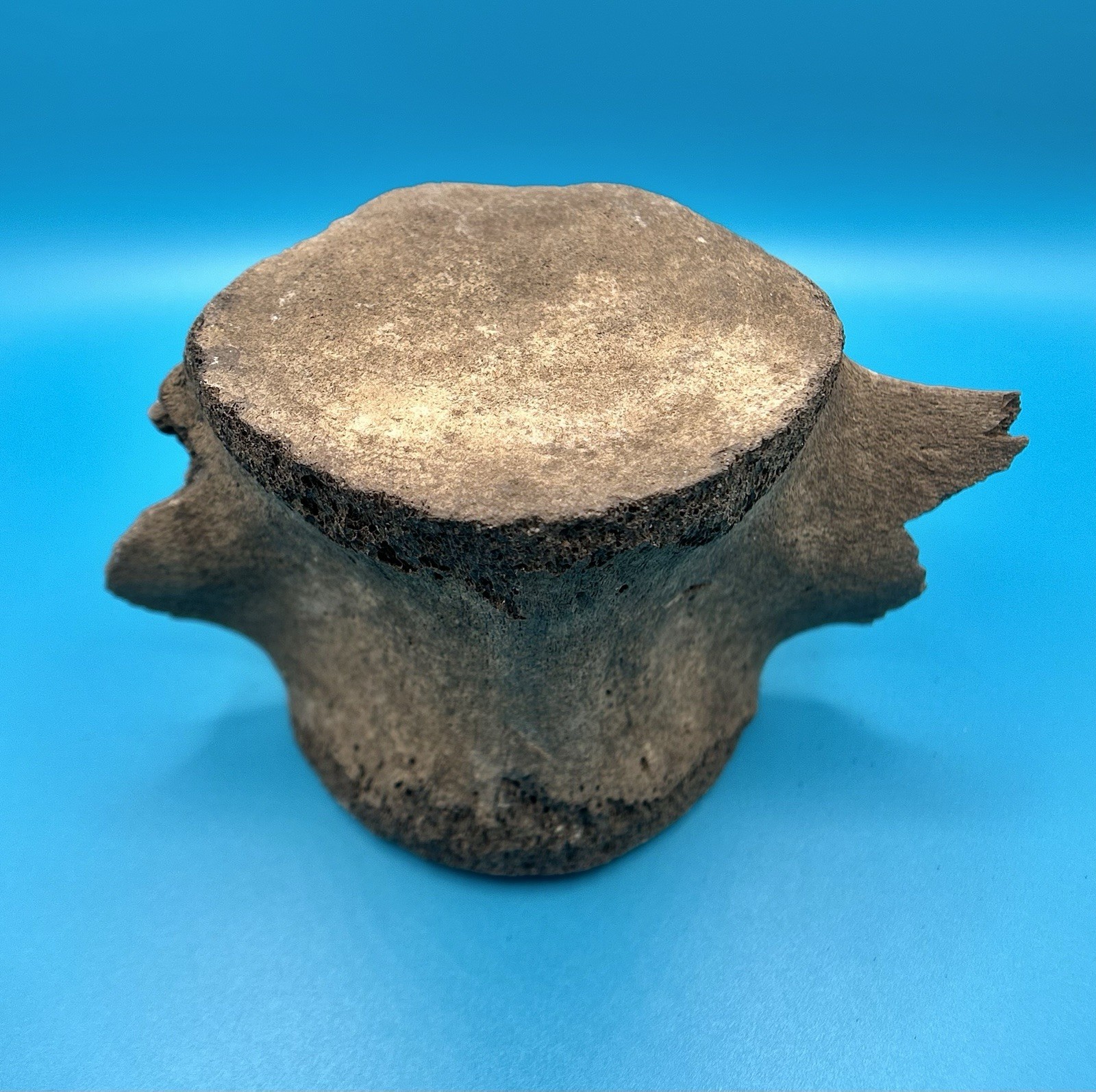 Fossil Cetacean Vertebra – Whale or Dolphin – Peace River, Florida