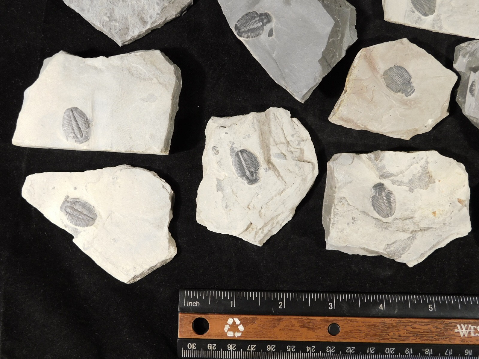 Small 100% Natural Elrathia TRILOBITE Fossil From Cambrian Utah