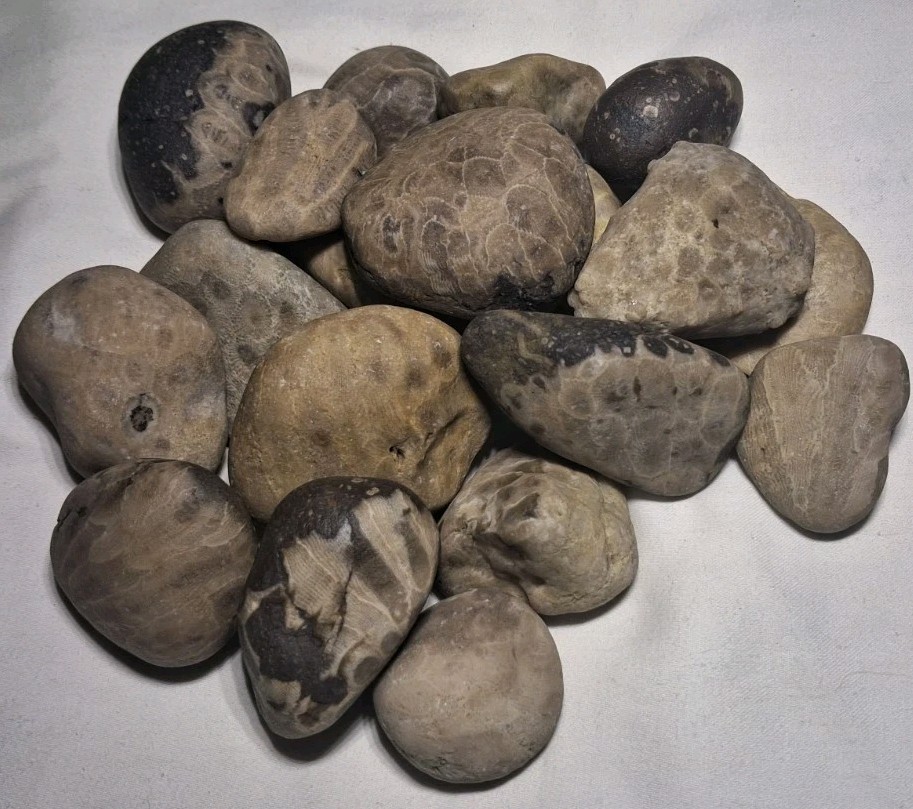Michigan Petoskey Stone Lot 2 Pound Unpolished Natural Great Lakes Fossil Coral
