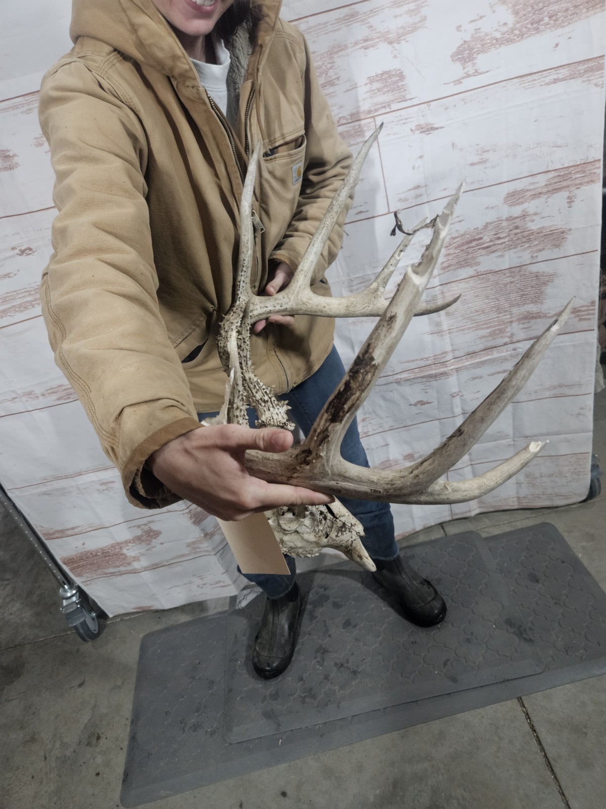 Wild 10 Point Whitetail Deer Antler Rack Horn European Skull Mount Man Cave 155"