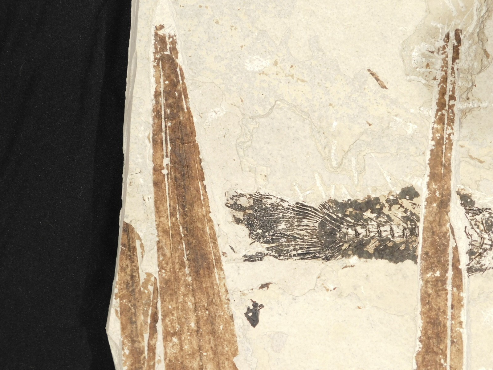 GIANT! PALM Frond Fossil With a BIG Rare Mioplosus FISH Fossil From Wyoming