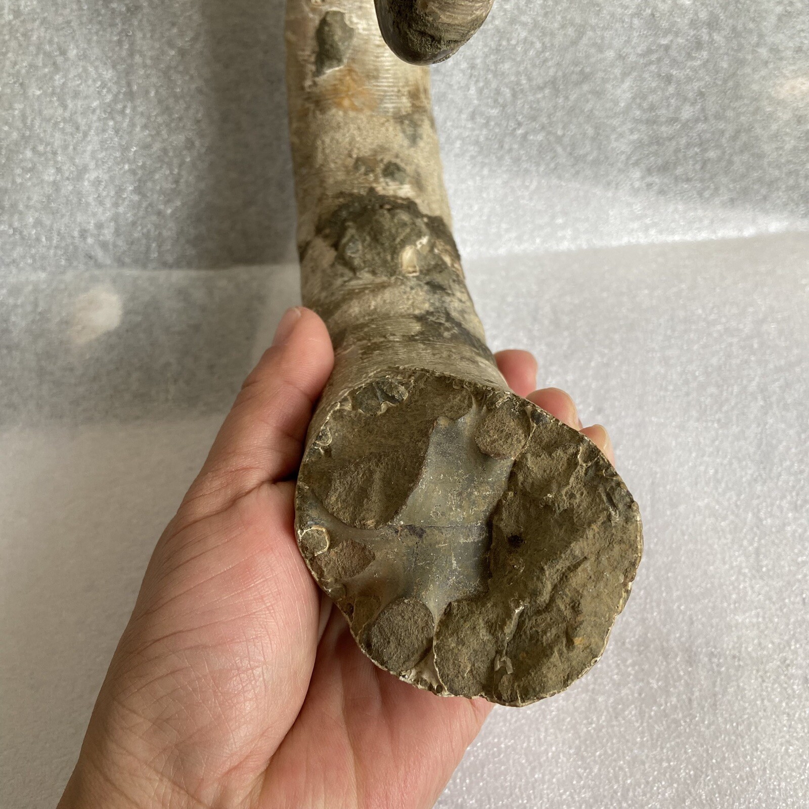 1242g215mm Big Repaired Ancyloceras Ammonite Fossil Sutures Crystal Display Mad