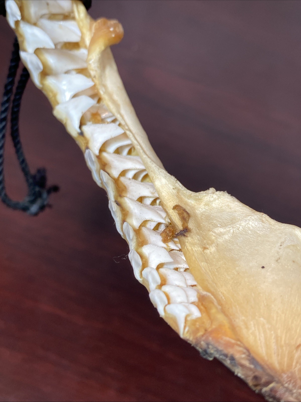 Vintage Bull Shark Jaw Taxidermy 4 Rows Of Teeth 9.5” Wide x6.25” Nautical Decor