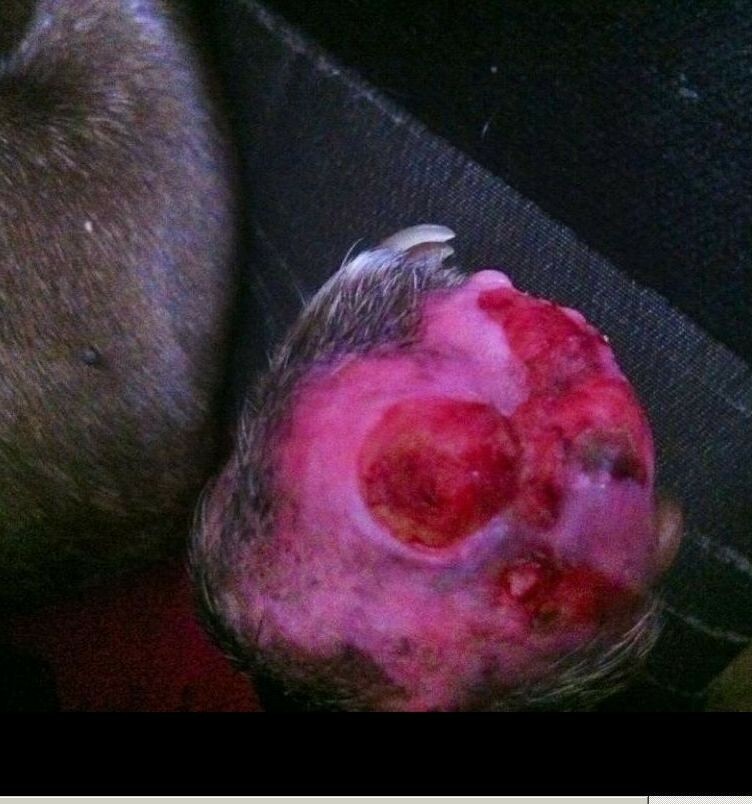 Grandmas Healing Products 1oz- Pine Tar Salve - A Black Drawing Ointment