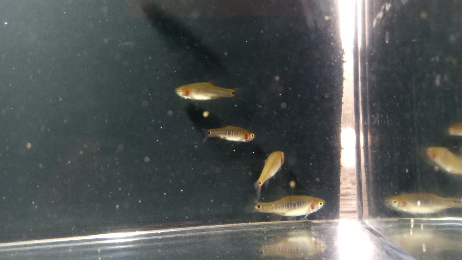 (6) Emerald Dwarf Rasbora HIGH QUALITY - Pennsylvania Bred