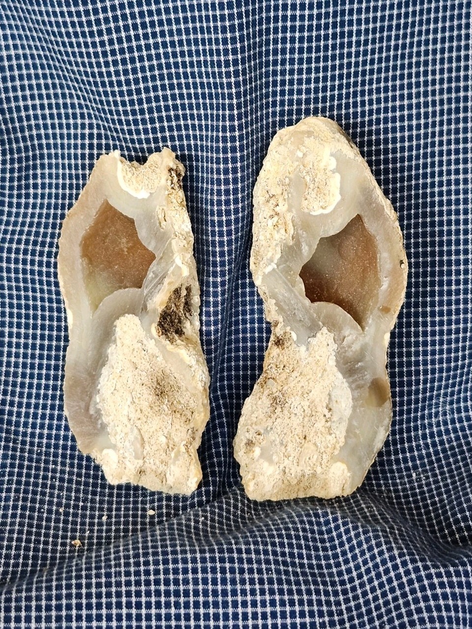 Florida Agatized Coral Fossil  Pair, Unpolished Chalcedony Geode Fluorescent!