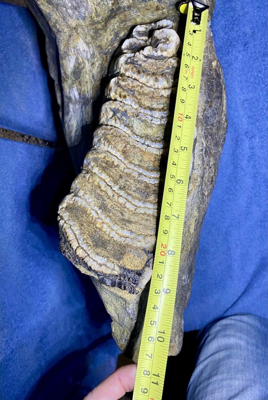 Stegodon Jaw Fossil, Lower Jaw, Indonesia Ice Age