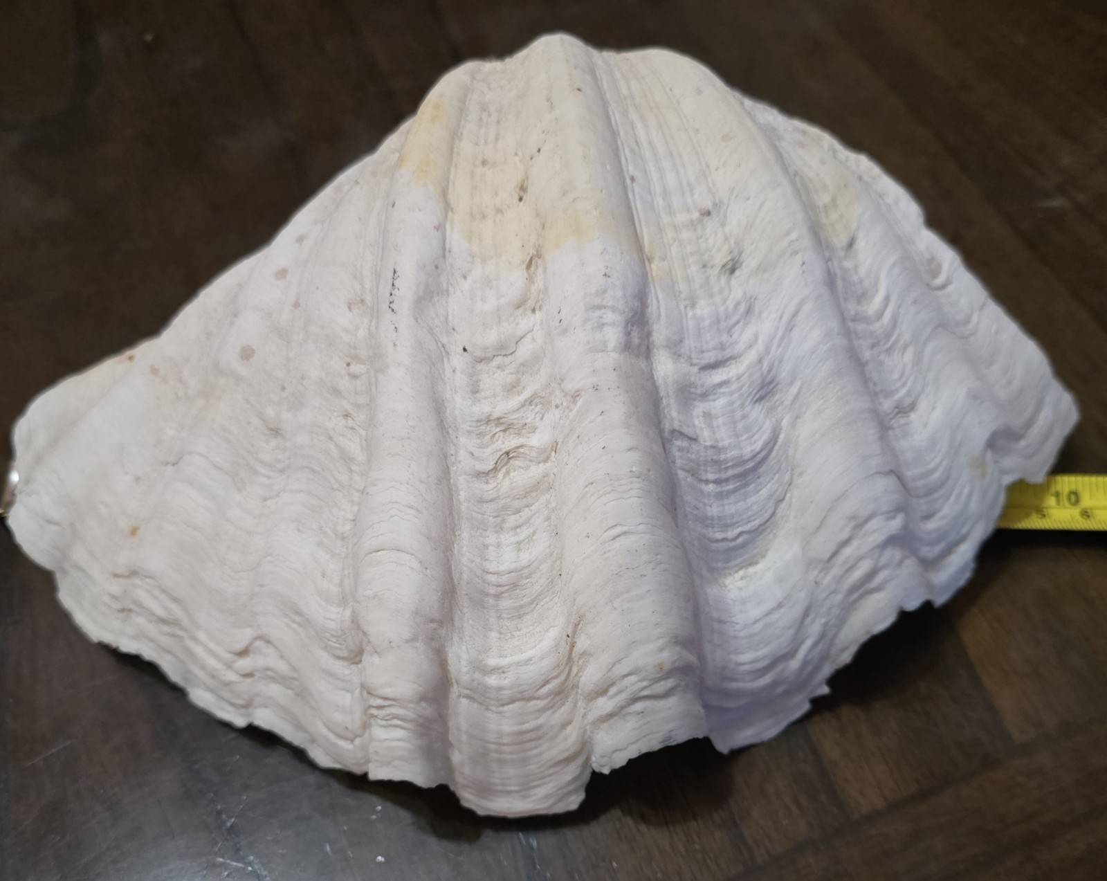10" Natural Giant Clam Shell Tridacna Gigas Seashell Nautical Decor Beach House