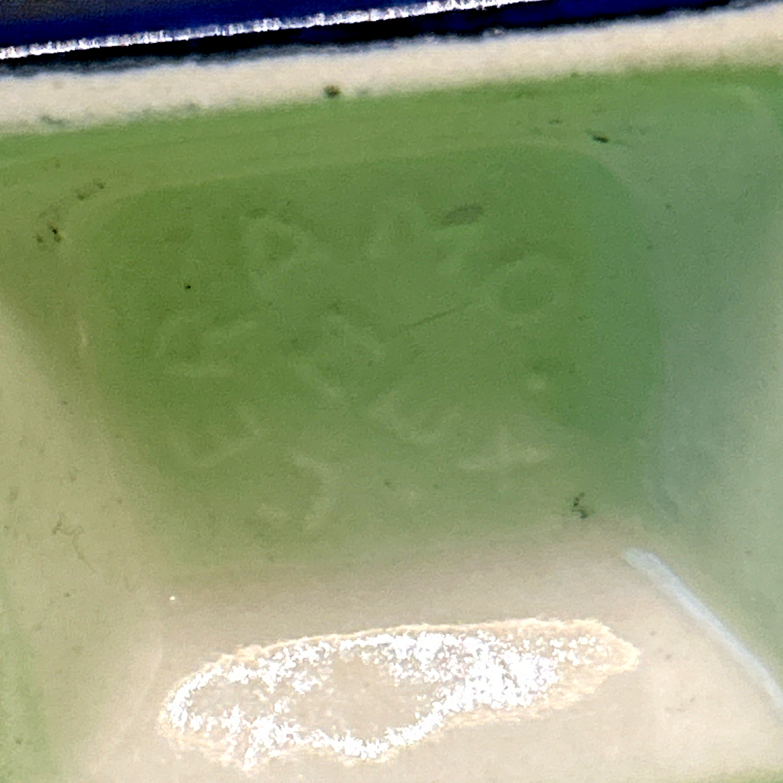 VTG Tonala Tequila Bottle Small White Blue 3" Tall Mexico Miniature "Empty"