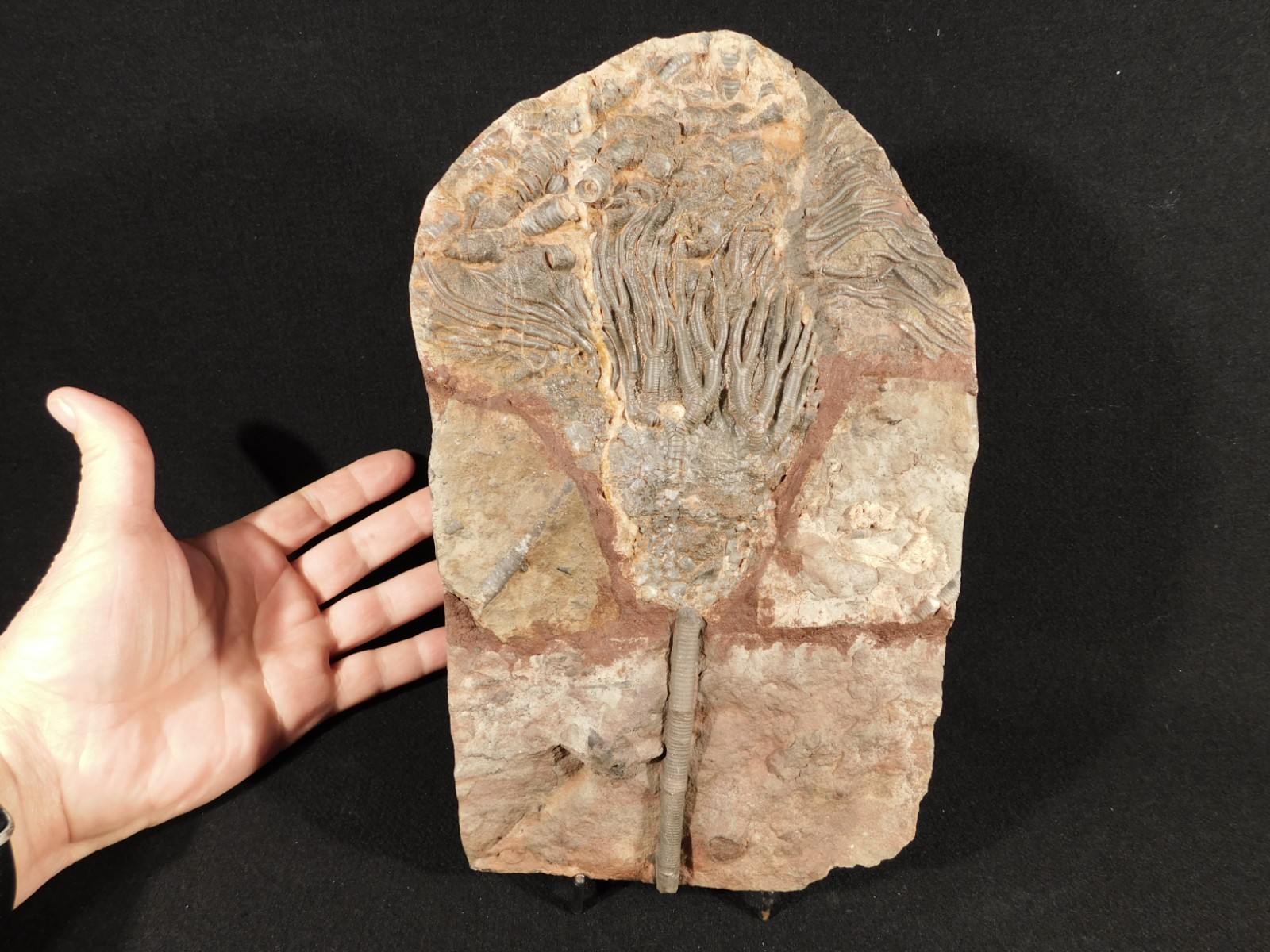 wOw! BIG! 430 Million Year Old! CRINOID Fossil or Sea LILY Fossil Morocco 1144gr