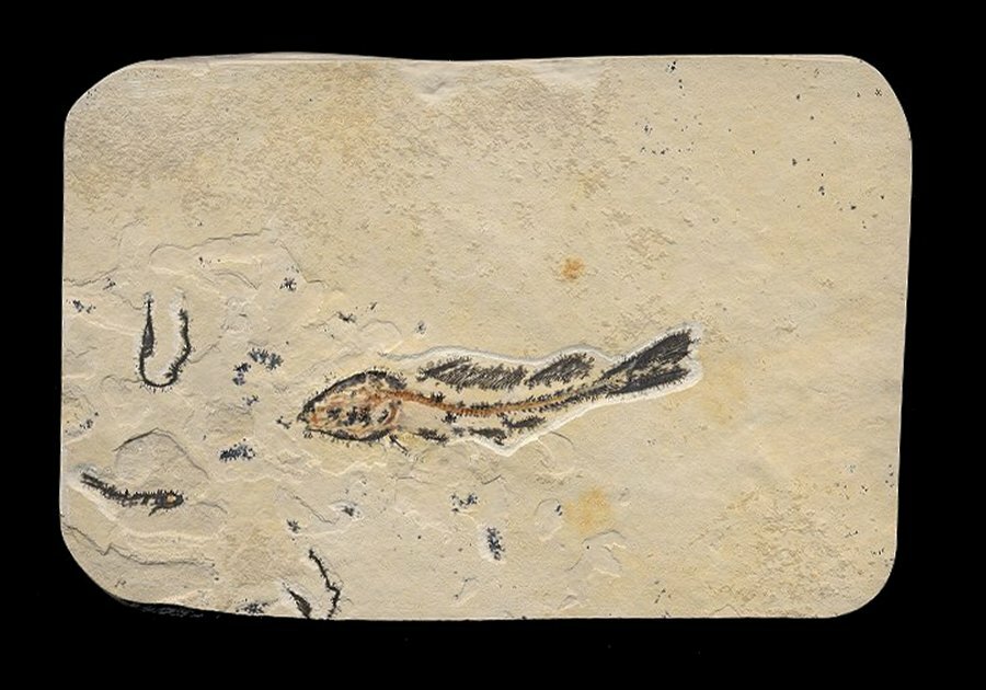 AMAZING PLATE, THREE DIFFERENT FISH FOSSILS W/BEAUTIFUL DENDRITES- DINOSAUR AGE!