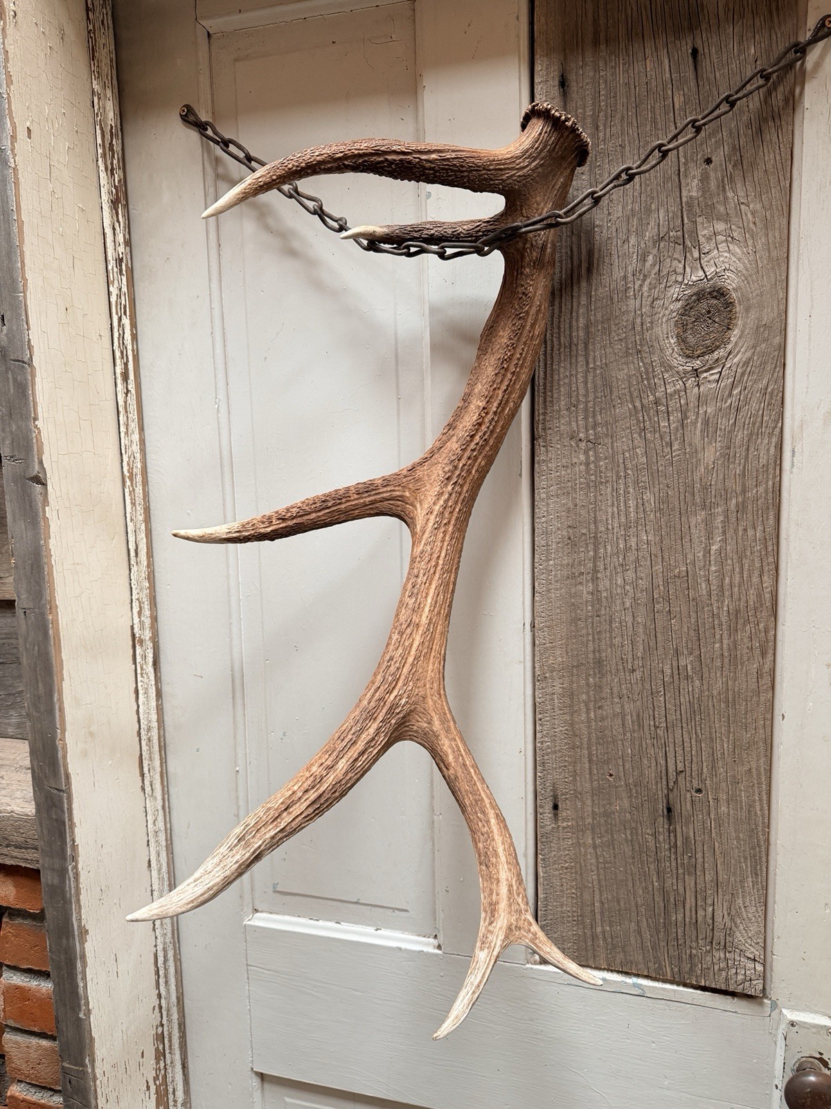 6 Pt Elk Shed ~ Elk Antler ~ Decor