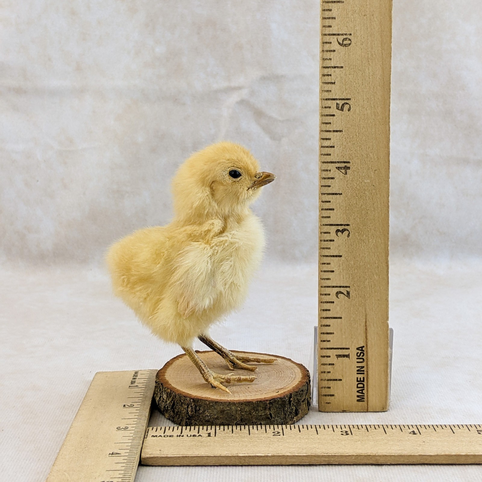 BABY Chick Chicken standing w/ wood base real taxidermy Curiosities oddity gift