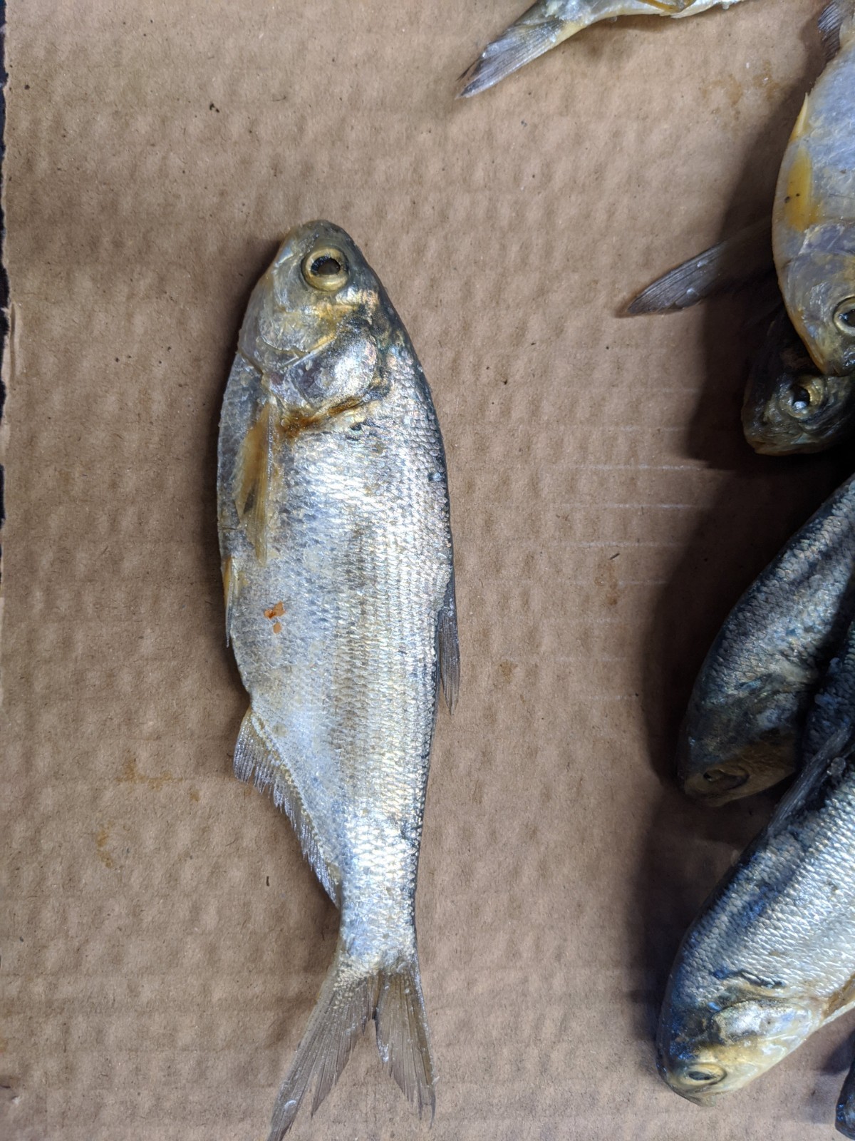 Bestbait Salted Shad Preserved Free Shipping