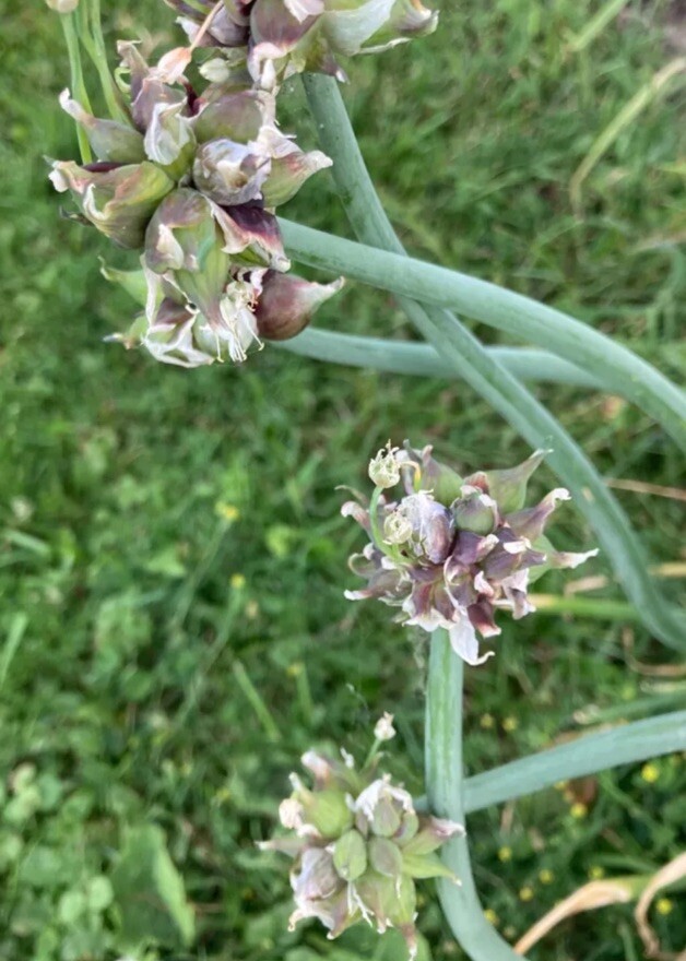 Egyptian Walking Onions 10 Bulbs 2025 Harvested Organic