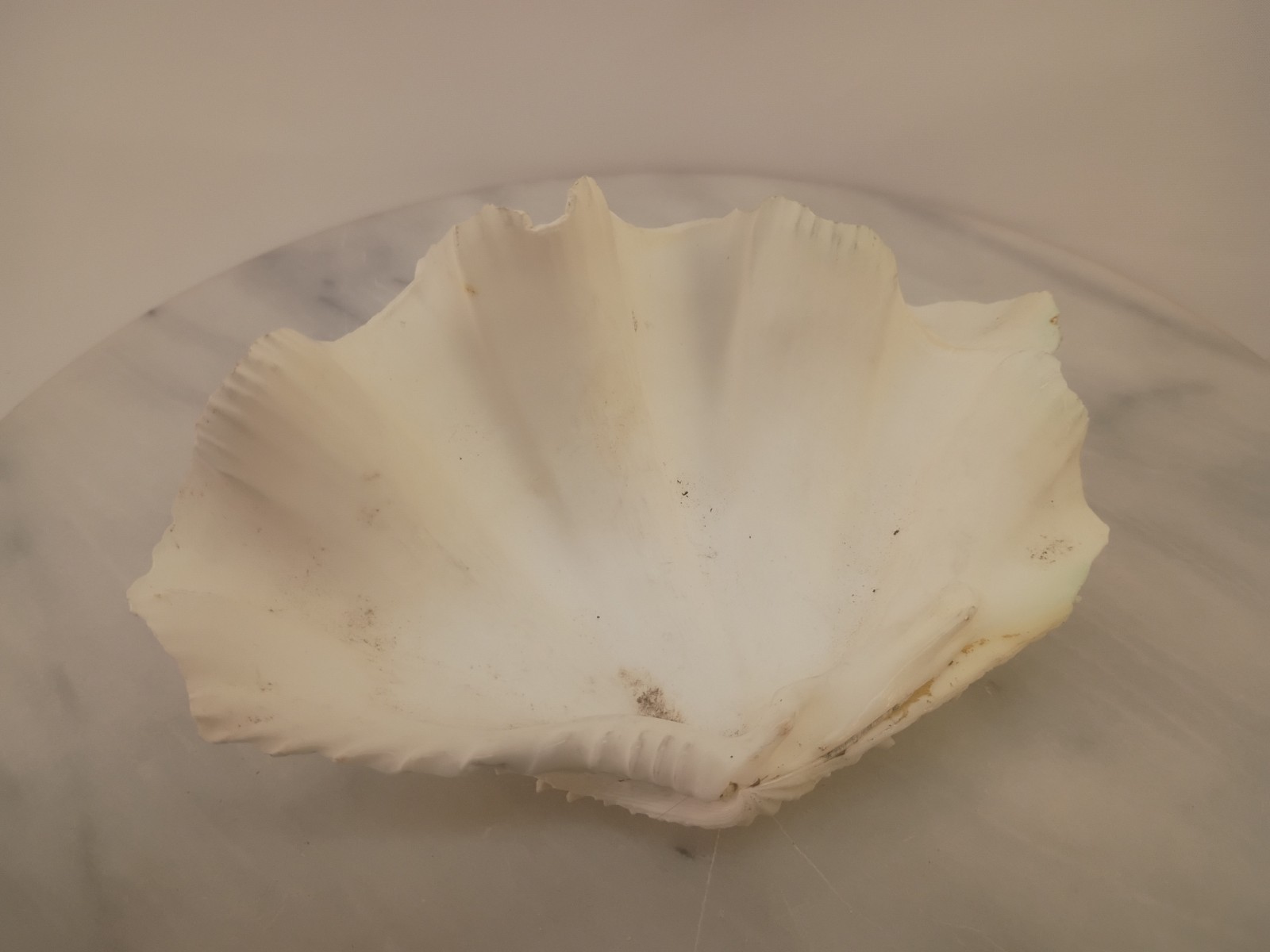 Whole TRIDACNA SQUAMOSA Fluted Clam Shell 5.75" x 4 1/4" White