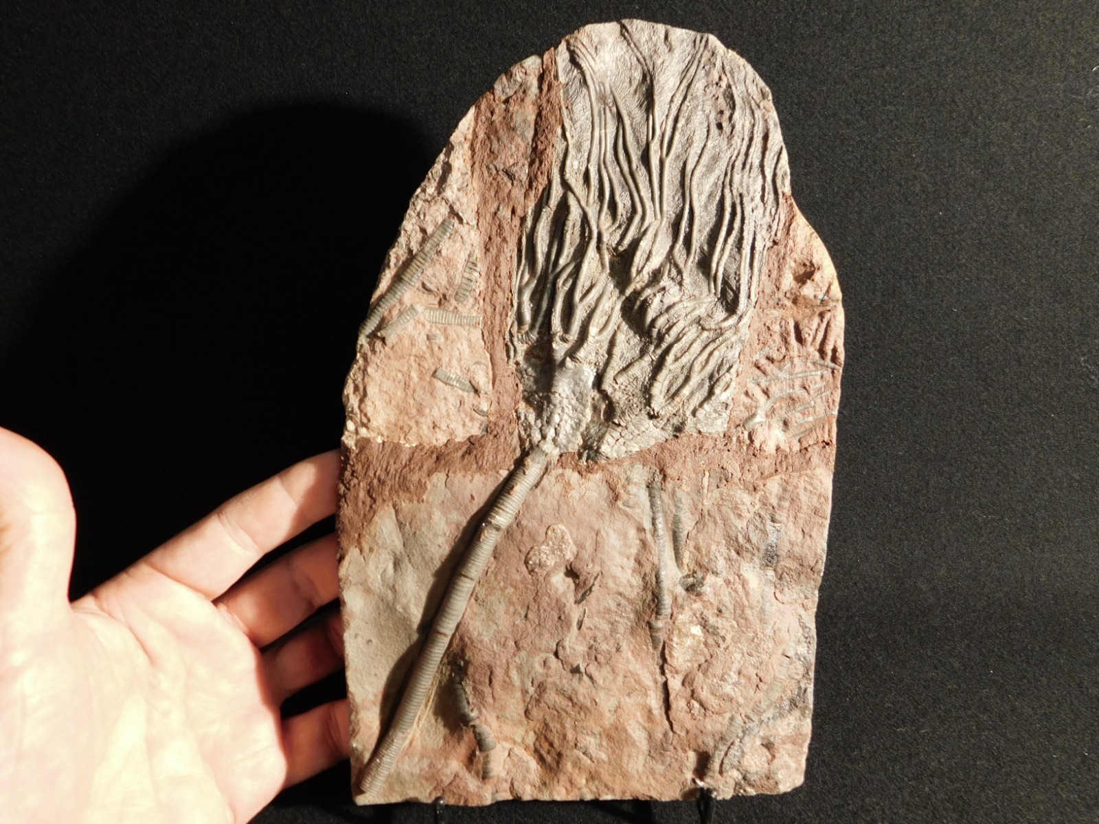 LARGER! 430 Million Year Old! CRINOID Fossil or Sea LILY Fossil Morocco 1133gr